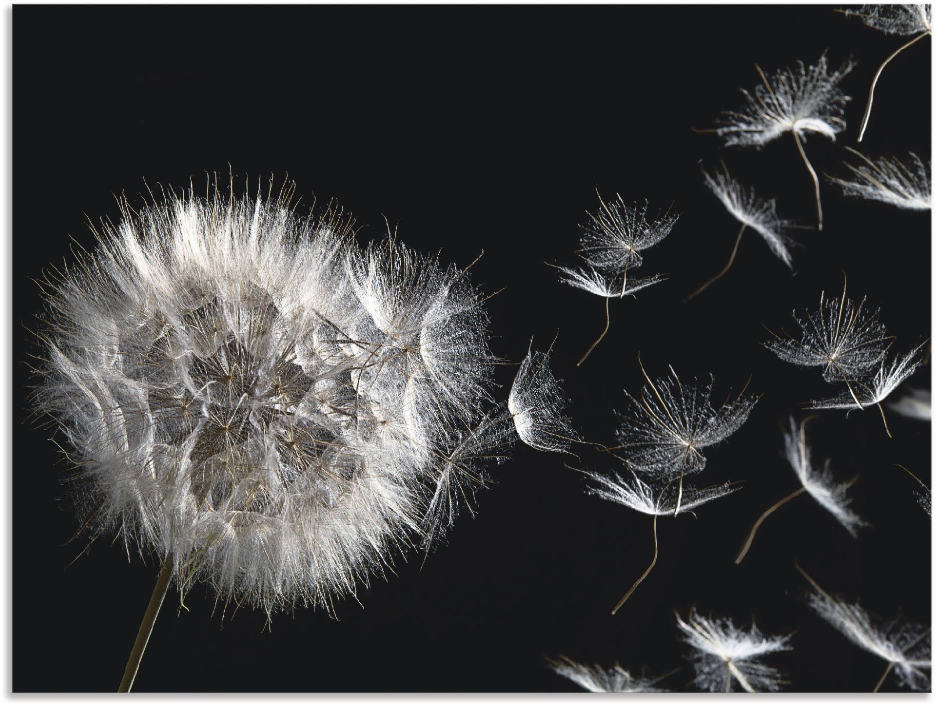 Artland Wandbild »Pusteblume«, Blumenbilder, (1 St.) von Artland