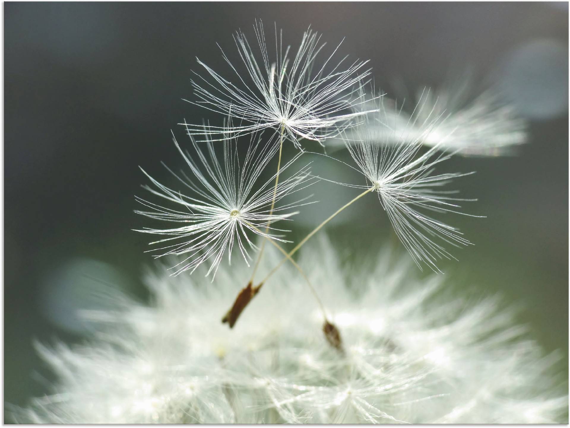 Artland Wandbild »Pusteblume Facility«, Blumen, (1 St.) von Artland