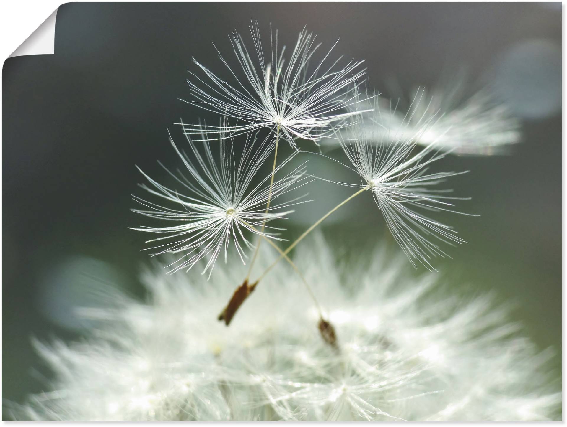 Artland Wandbild »Pusteblume Facility«, Blumen, (1 St.) von Artland