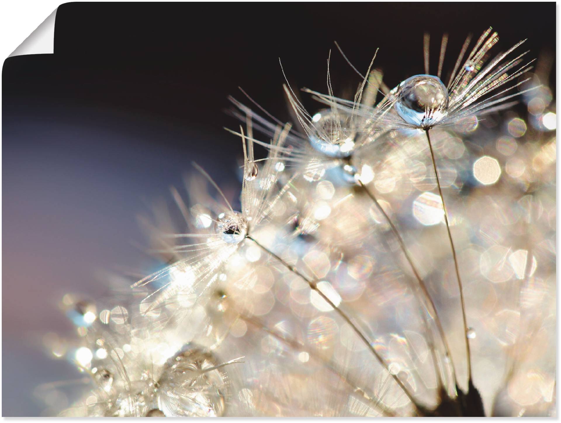 Artland Wandbild »Pusteblume Fantasie«, Blumen, (1 St.), als Alubild, Outdoorbild, Leinwandbild, Poster, Wandaufkleber Artland Wandbild »Pusteblume Fantasie«, Blumen, (1 St.), als Alubild, Outdoorbild, Leinwandbild, Poster, Wandaufkleber von Artland