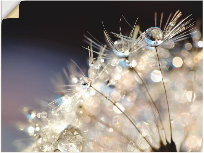 Artland Wandbild »Pusteblume Fantasie«, Blumen, (1 St.), als Alubild, Outdoorbild, Leinwandbild, Poster, Wandaufkleber von Artland