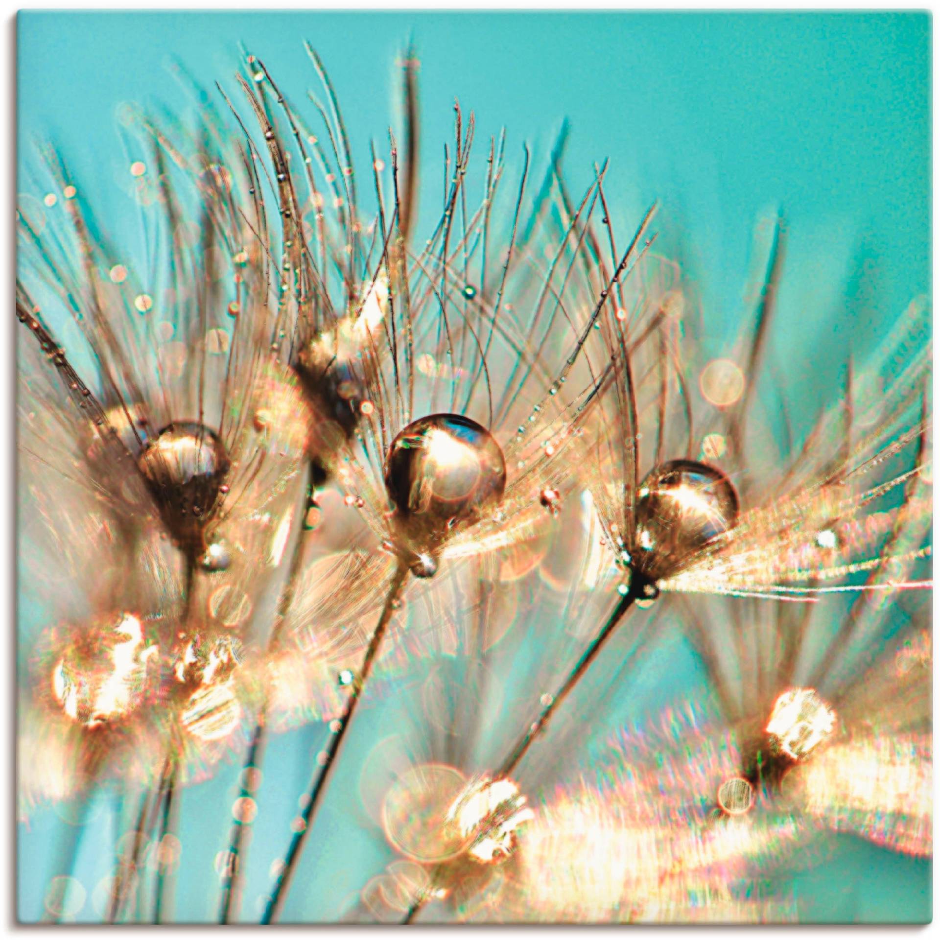 Artland Leinwandbild »Pusteblume Goldener Tau«, Blumen, (1 St.), auf Keilrahmen gespannt von Artland
