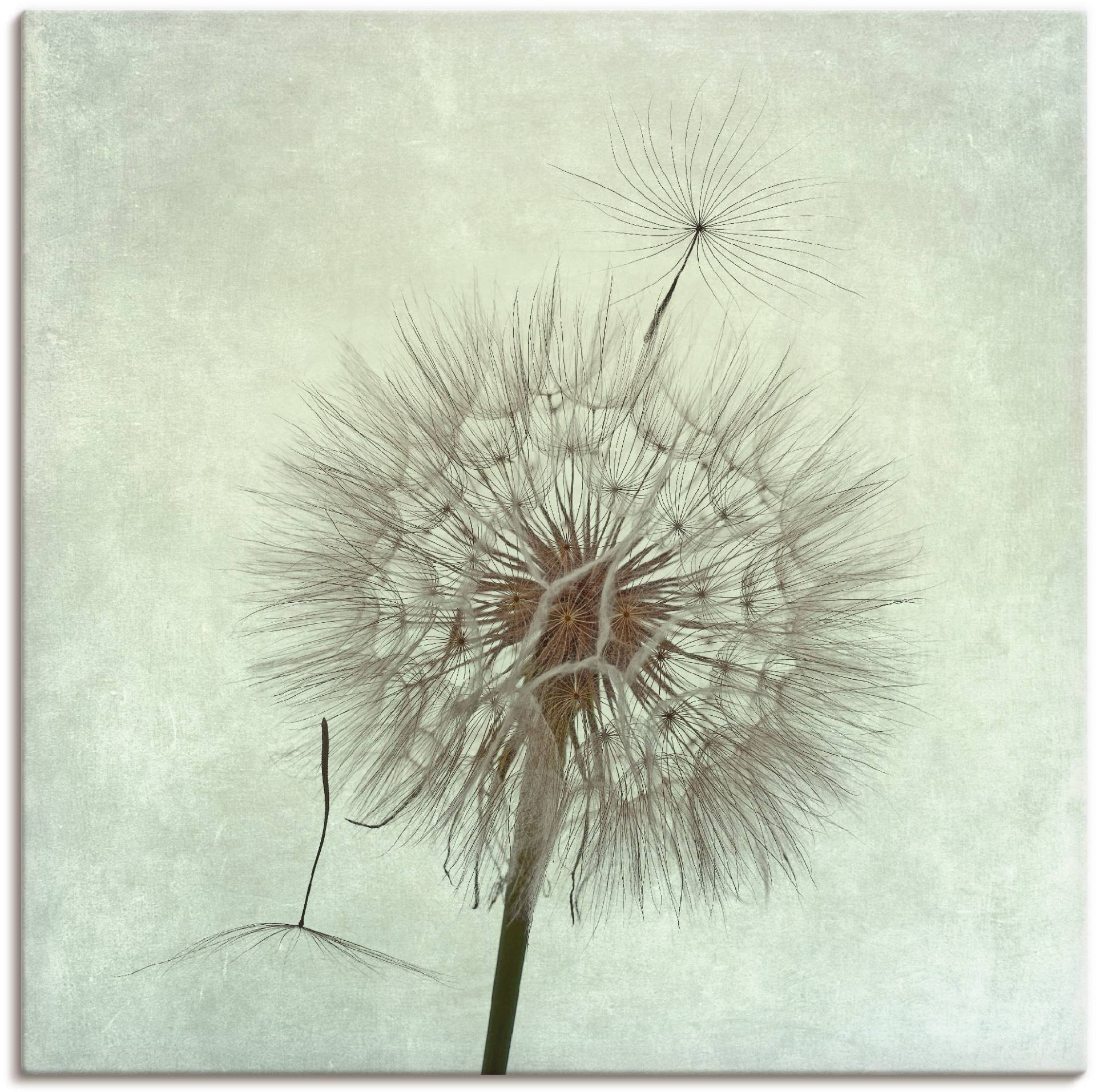 Artland Wandbild »Pusteblume II«, Blumen, (1 St.) von Artland