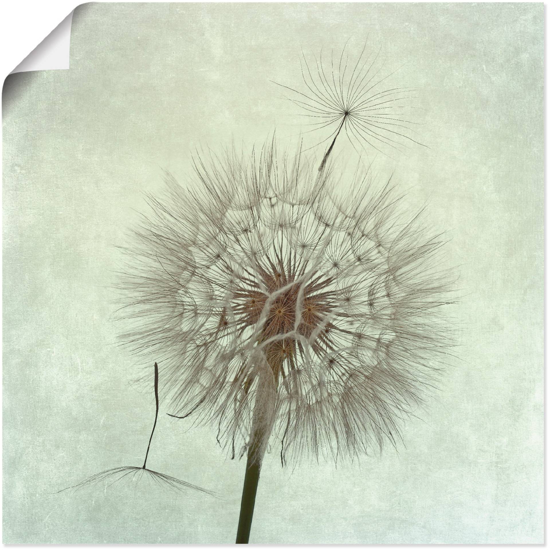 Artland Wandbild »Pusteblume II«, Blumen, (1 St.) von Artland