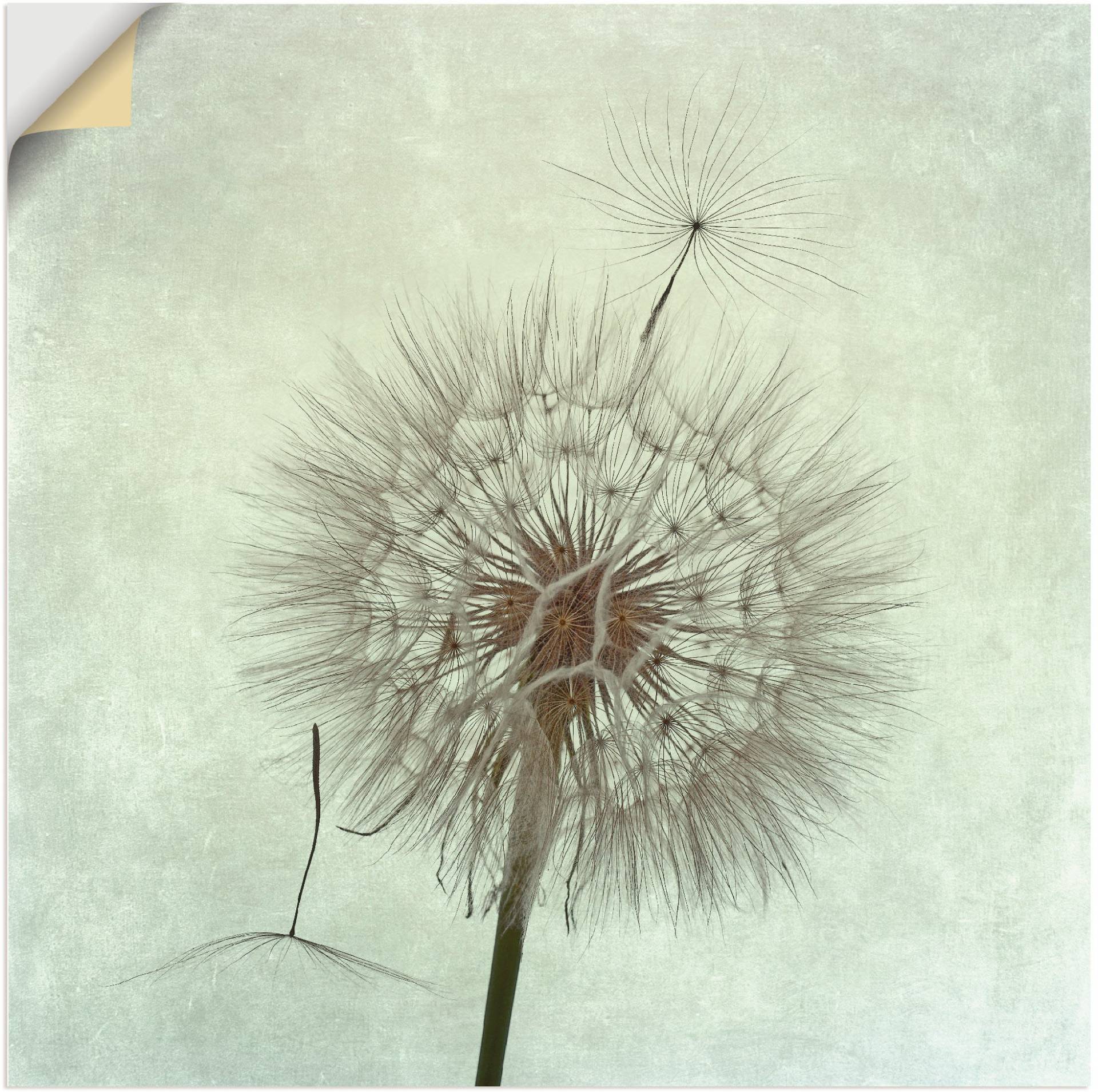 Artland Wandbild »Pusteblume II«, Blumen, (1 St.), als Leinwandbild, Poster, Wandaufkleber in verschied. Grössen Artland Wandbild »Pusteblume II«, Blumen, (1 St.), als Leinwandbild, Poster, Wandaufkleber in verschied. Grössen von Artland