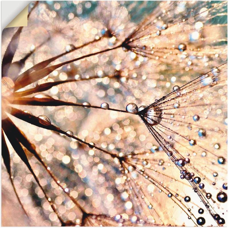 Artland Wandbild »Pusteblume - Kisses from rain«, Blumen, (1 St.), als Leinwandbild, Poster in verschied. Grössen von Artland