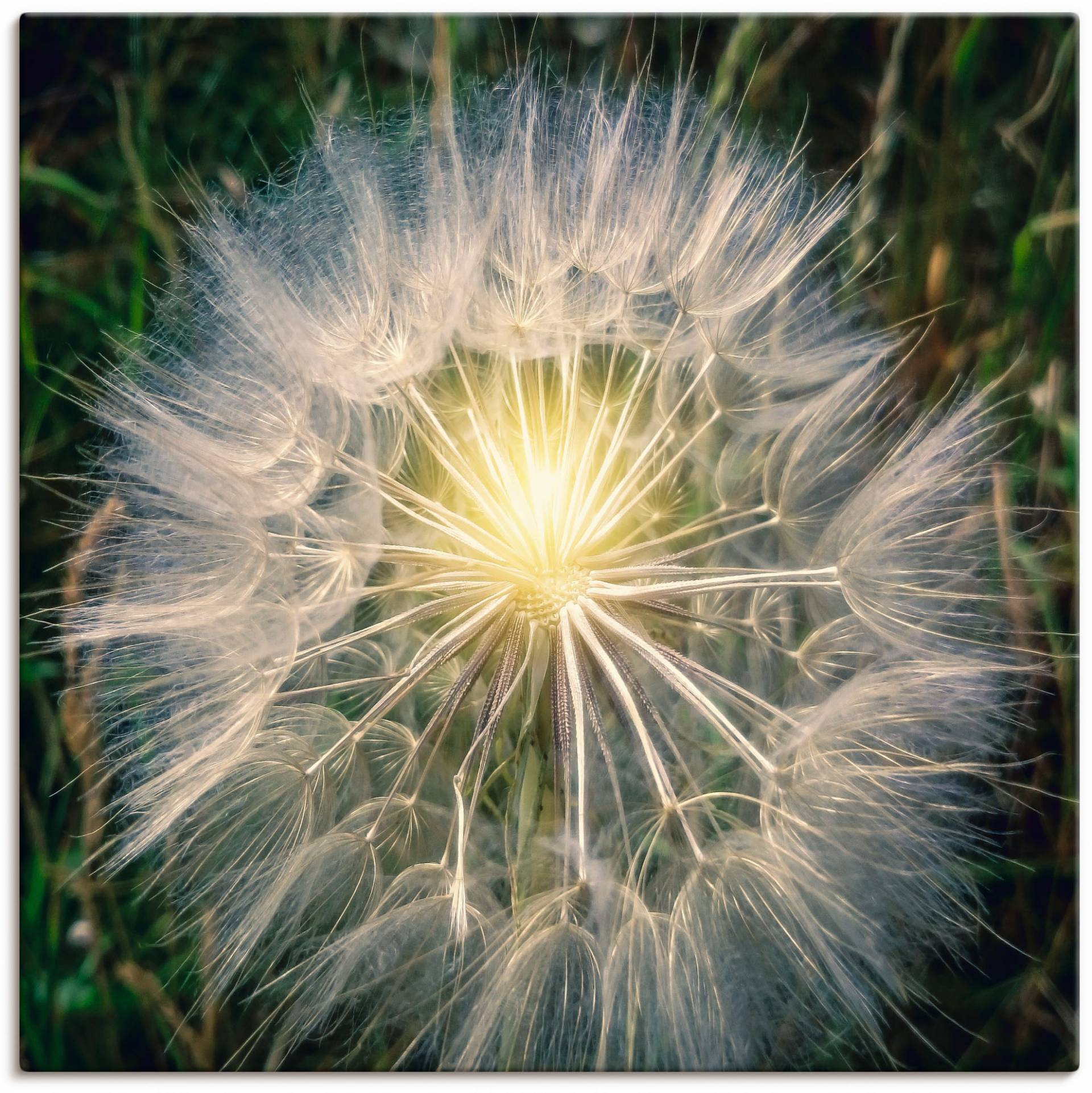 Artland Leinwandbild »Pusteblume Makroaufnahme mit Licht«, Blumenbilder, (1 St.) von Artland