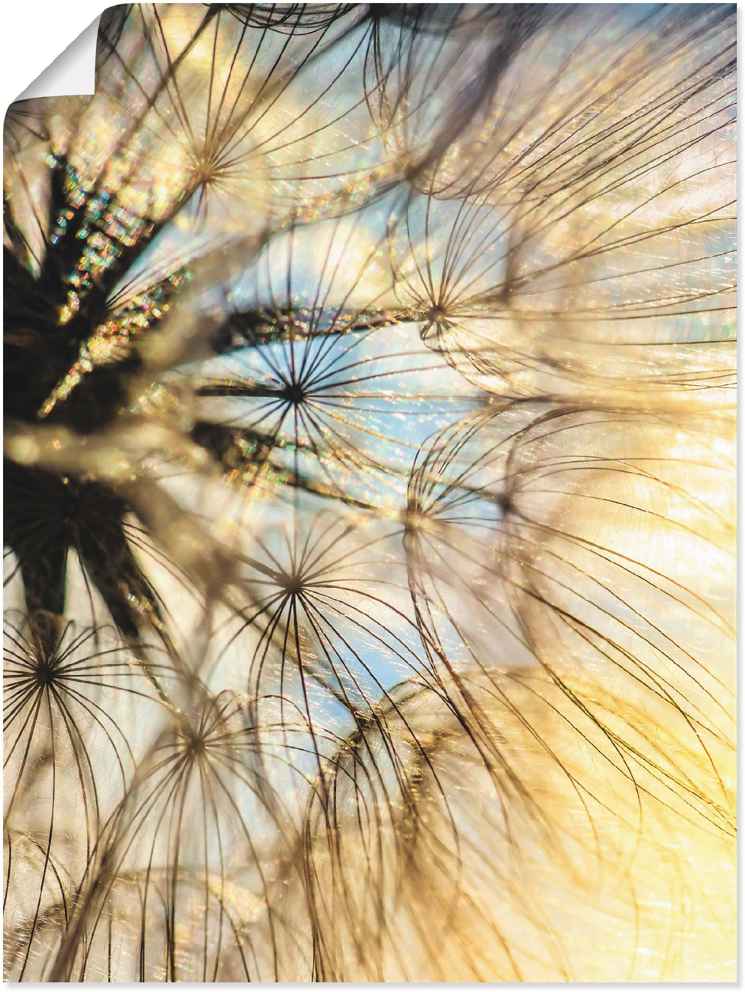 Artland Wandbild »Pusteblume Poesie«, Blumen, (1 St.), als Leinwandbild, Poster, Wandaufkleber in verschied. Grössen Artland Wandbild »Pusteblume Poesie«, Blumen, (1 St.), als Leinwandbild, Poster, Wandaufkleber in verschied. Grössen von Artland