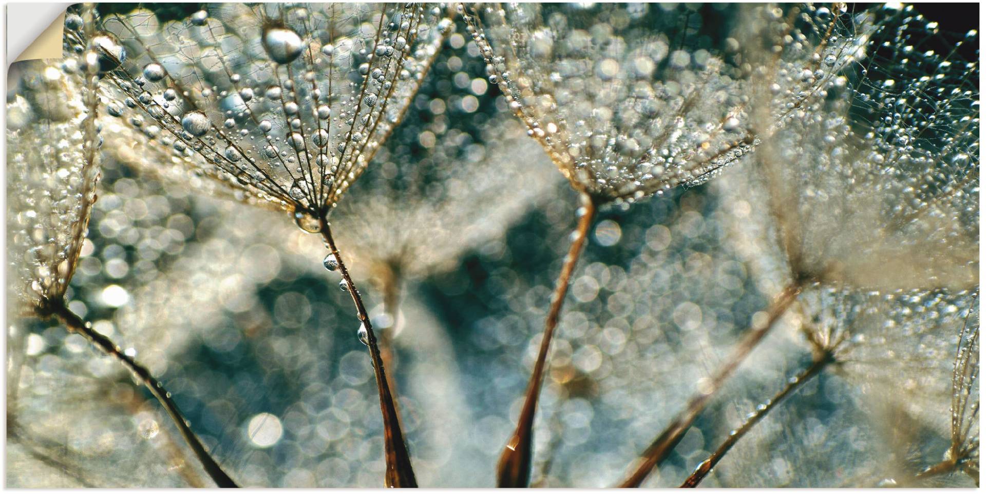 Artland Wandbild »Pusteblume Regenschauer«, Blumen, (1 St.) von Artland