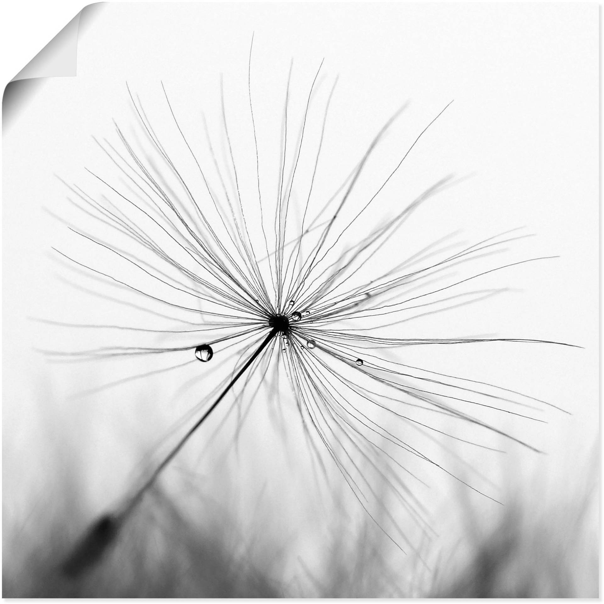 Artland Wandbild »Pusteblume Schirmchen«, Blumen, (1 St.), als Alubild, Outdoorbild, Leinwandbild, Poster, Wandaufkleber Artland Wandbild »Pusteblume Schirmchen«, Blumen, (1 St.), als Alubild, Outdoorbild, Leinwandbild, Poster, Wandaufkleber von Artland