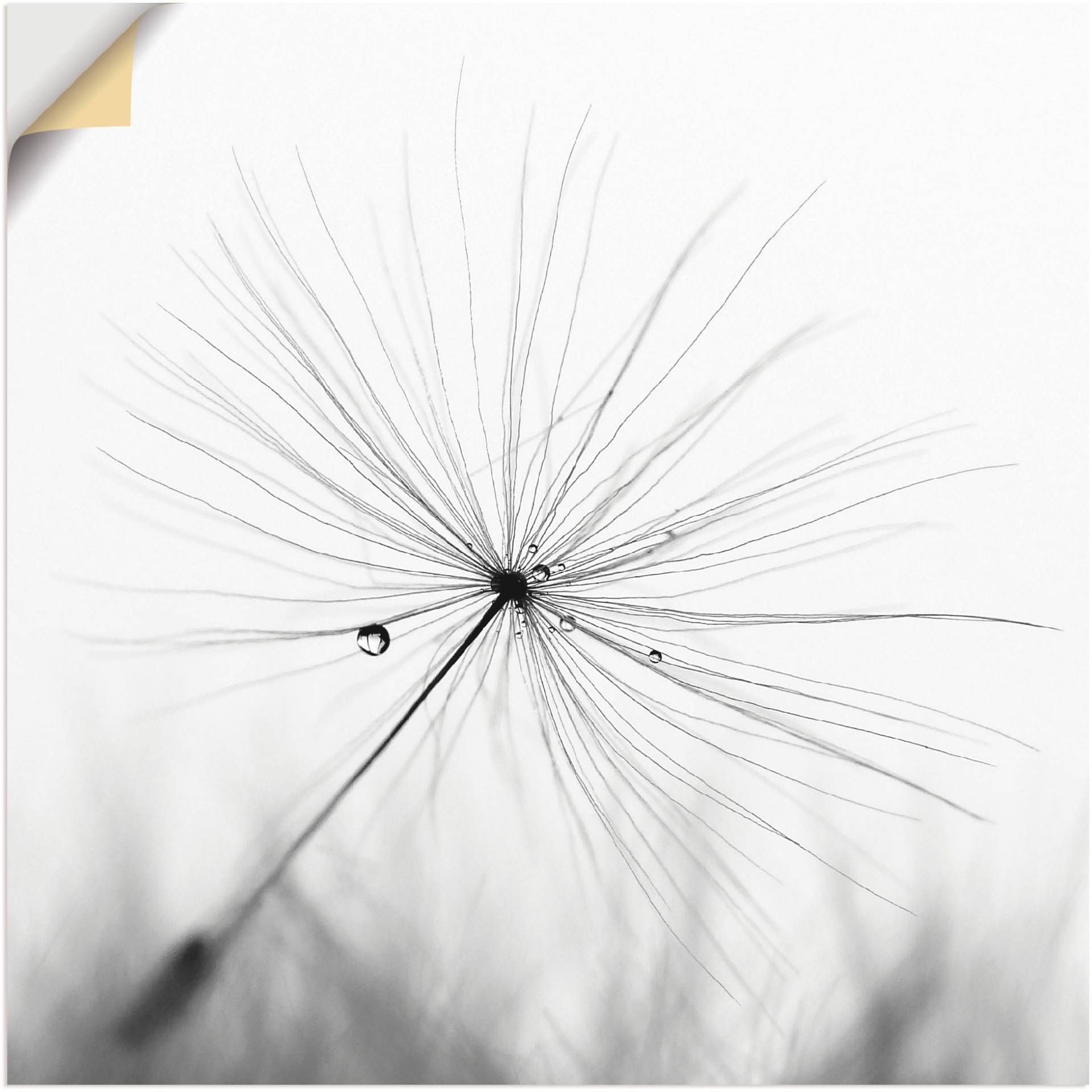 Artland Wandbild »Pusteblume Schirmchen«, Blumen, (1 St.), als Alubild, Outdoorbild, Leinwandbild, Poster, Wandaufkleber Artland Wandbild »Pusteblume Schirmchen«, Blumen, (1 St.), als Alubild, Outdoorbild, Leinwandbild, Poster, Wandaufkleber von Artland