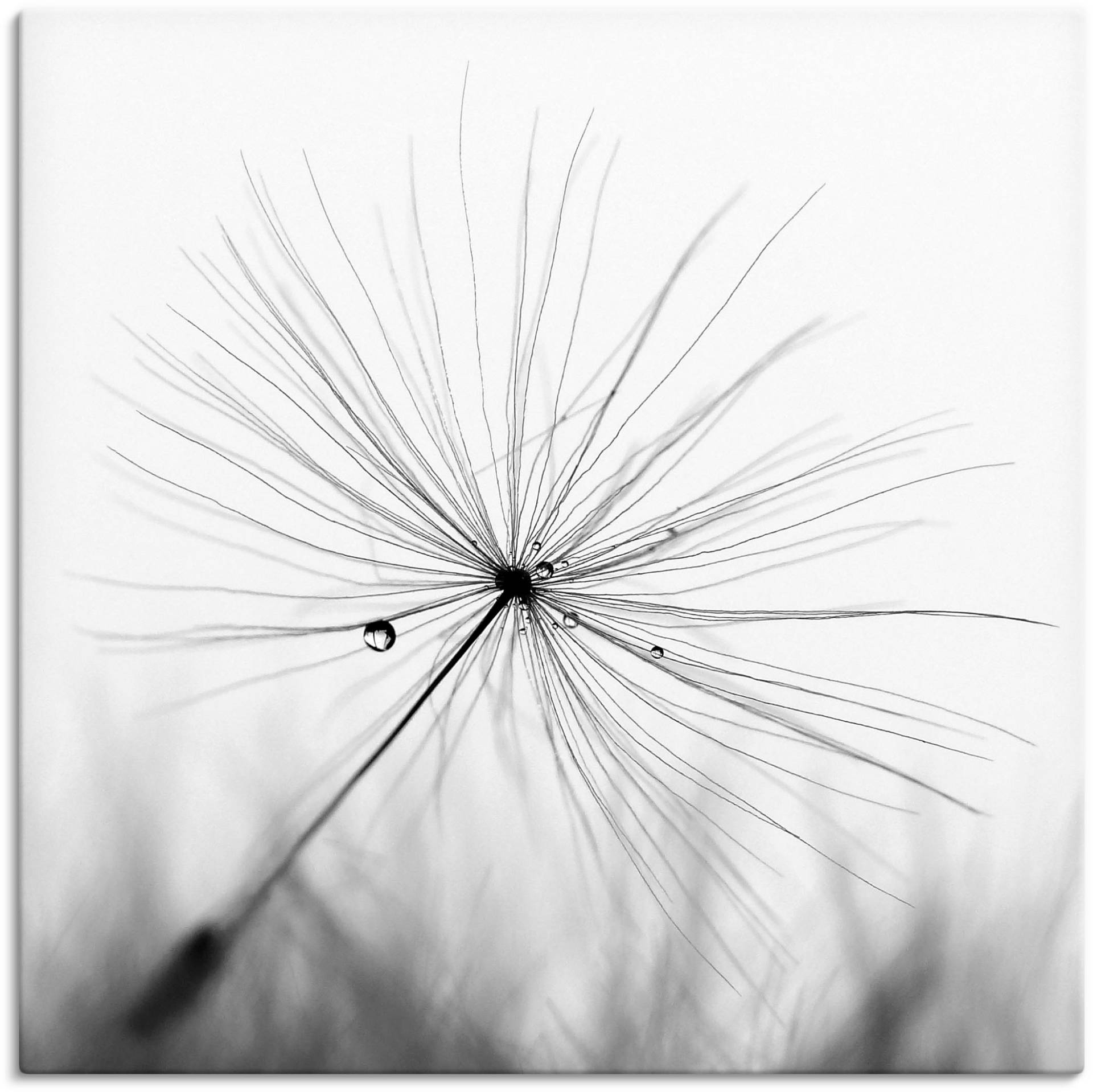 Artland Wandbild »Pusteblume Schirmchen«, Blumen, (1 St.) von Artland