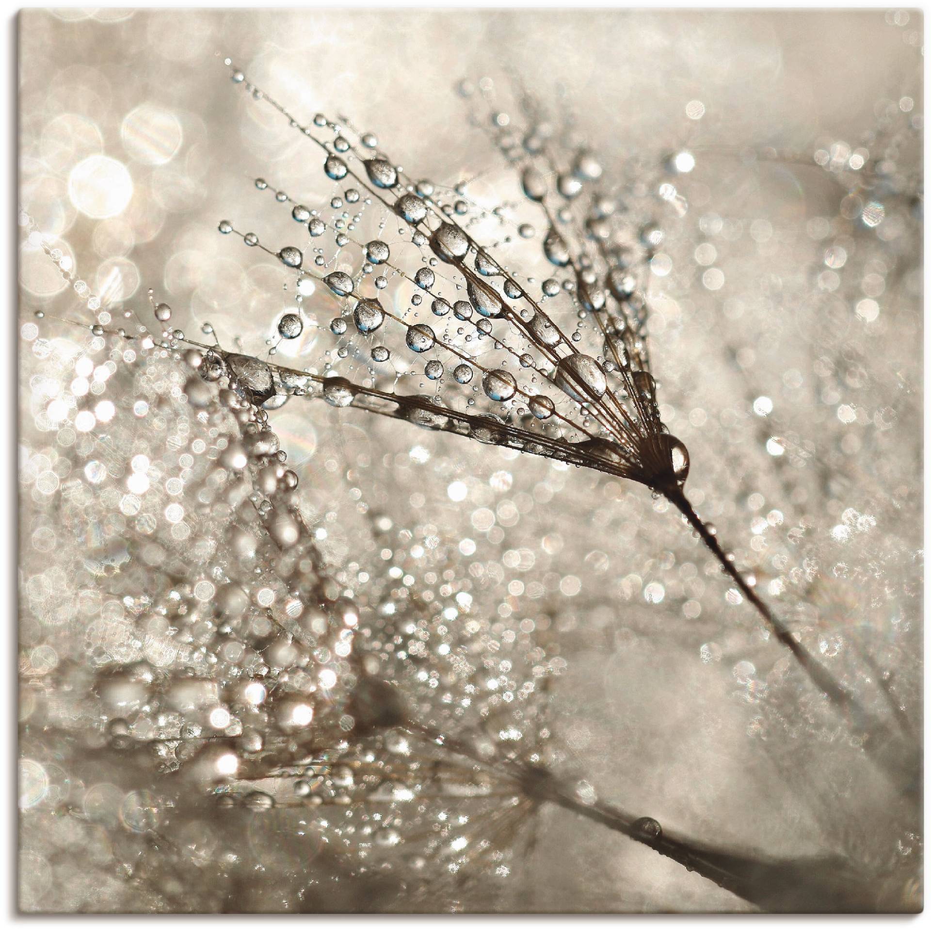 Artland Wandbild »Pusteblume Tautropfen«, Blumen, (1 St.), als Alubild, Outdoorbild, Leinwandbild, Poster, Wandaufkleber Artland Wandbild »Pusteblume Tautropfen«, Blumen, (1 St.), als Alubild, Outdoorbild, Leinwandbild, Poster, Wandaufkleber von Artland