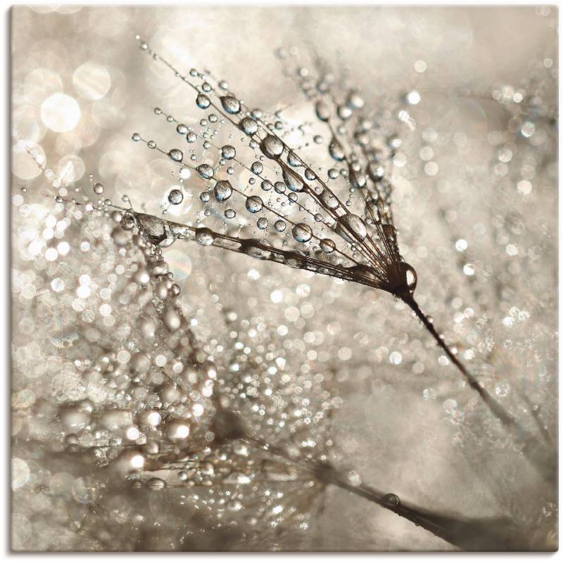 Artland Wandbild »Pusteblume Tautropfen«, Blumen, (1 St.), als Alubild, Outdoorbild, Leinwandbild, Poster, Wandaufkleber von Artland