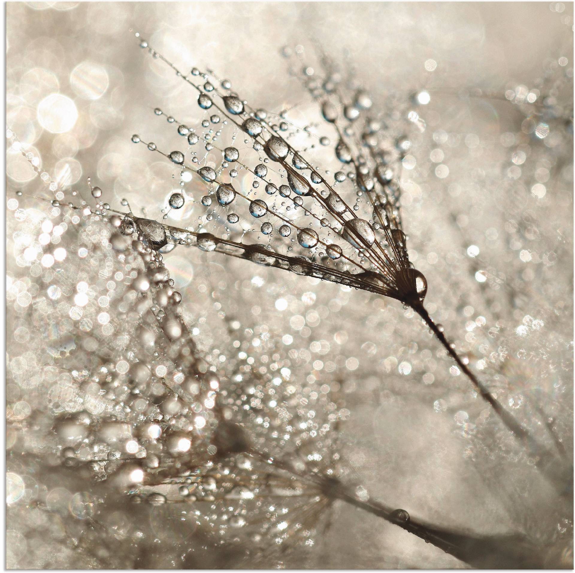 Artland Wandbild »Pusteblume Tautropfen«, Blumen, (1 St.), als Alubild, Outdoorbild, Leinwandbild, Poster, Wandaufkleber Artland Wandbild »Pusteblume Tautropfen«, Blumen, (1 St.), als Alubild, Outdoorbild, Leinwandbild, Poster, Wandaufkleber von Artland