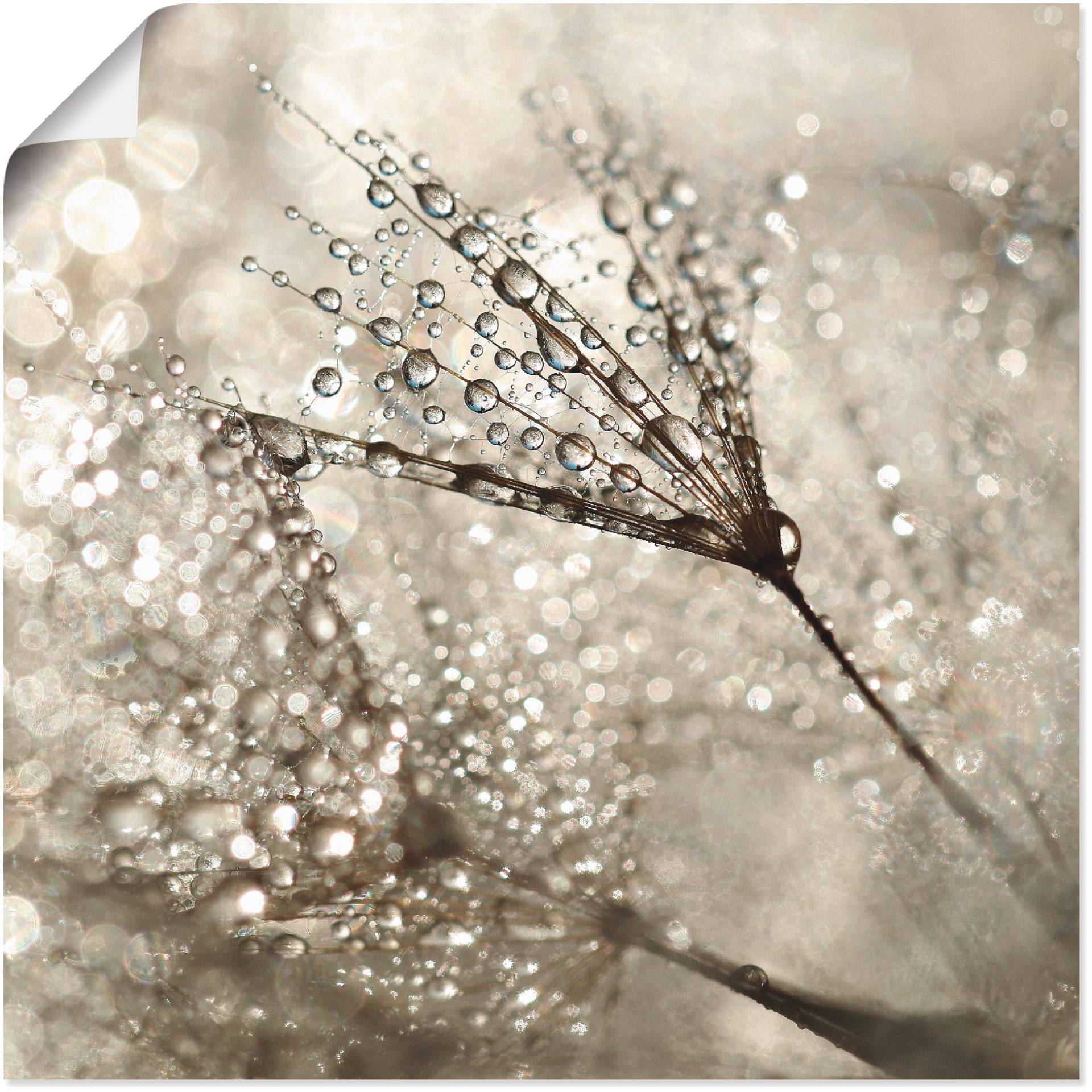 Artland Wandbild »Pusteblume Tautropfen«, Blumen, (1 St.), als Alubild, Outdoorbild, Leinwandbild, Poster, Wandaufkleber Artland Wandbild »Pusteblume Tautropfen«, Blumen, (1 St.), als Alubild, Outdoorbild, Leinwandbild, Poster, Wandaufkleber von Artland