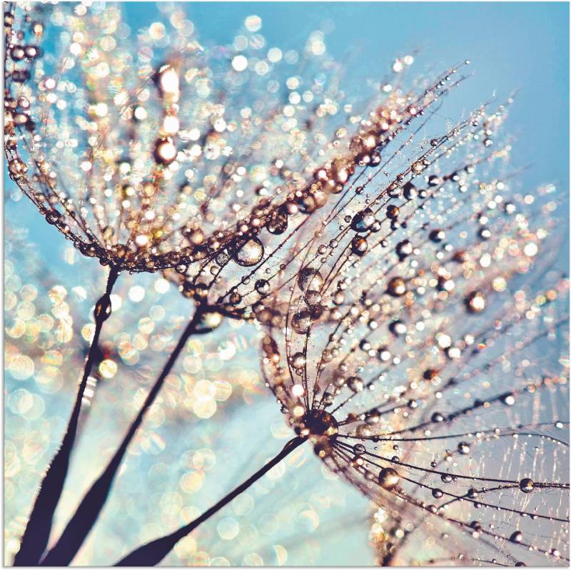 Artland Wandbild »Pusteblume Tröpfchenfänger«, Blumen, (1 St.), als Alubild, Outdoorbild, Leinwandbild, Poster in verschied. Grössen von Artland