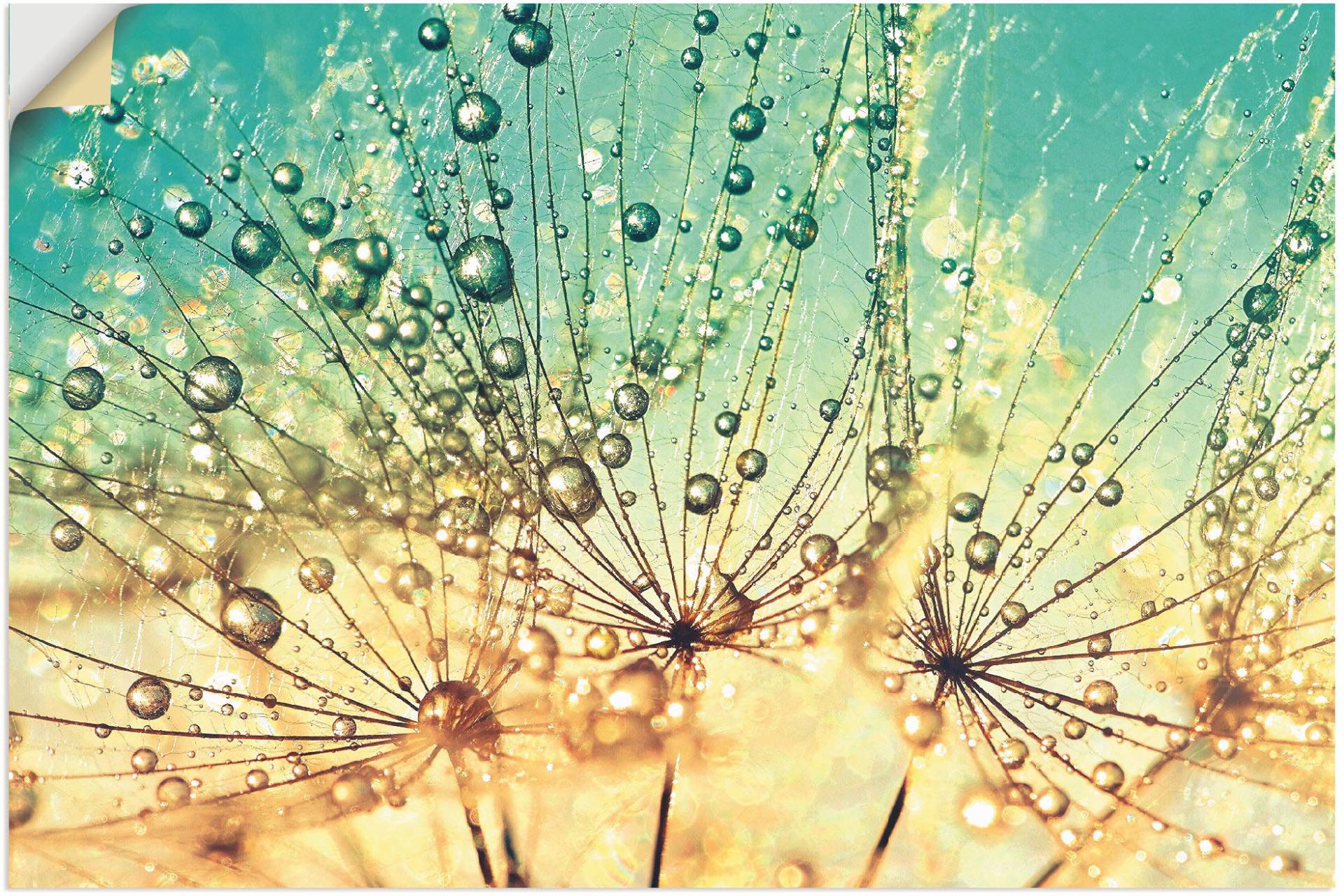 Artland Wandbild »Pusteblume Tropfenmagie«, Blumen, (1 St.), als Alubild, Outdoorbild, Leinwandbild, Poster, Wandaufkleber Artland Wandbild »Pusteblume Tropfenmagie«, Blumen, (1 St.), als Alubild, Outdoorbild, Leinwandbild, Poster, Wandaufkleber von Artland