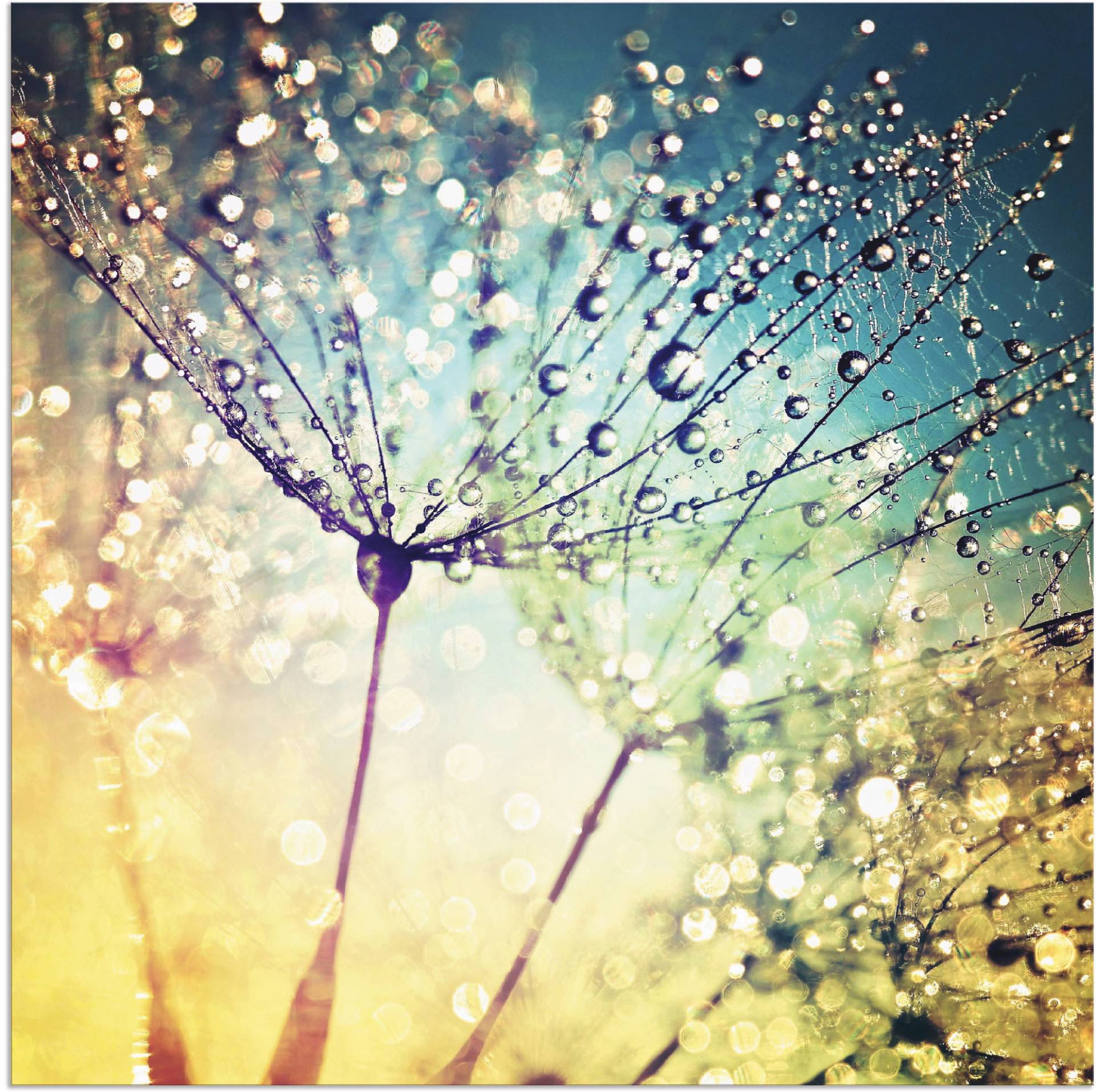 Artland Wandbild »Pusteblume Zaubertropfen«, Blumen, (1 St.), als Alubild, Outdoorbild, Leinwandbild, Poster, Wandaufkleber Artland Wandbild »Pusteblume Zaubertropfen«, Blumen, (1 St.), als Alubild, Outdoorbild, Leinwandbild, Poster, Wandaufkleber von Artland