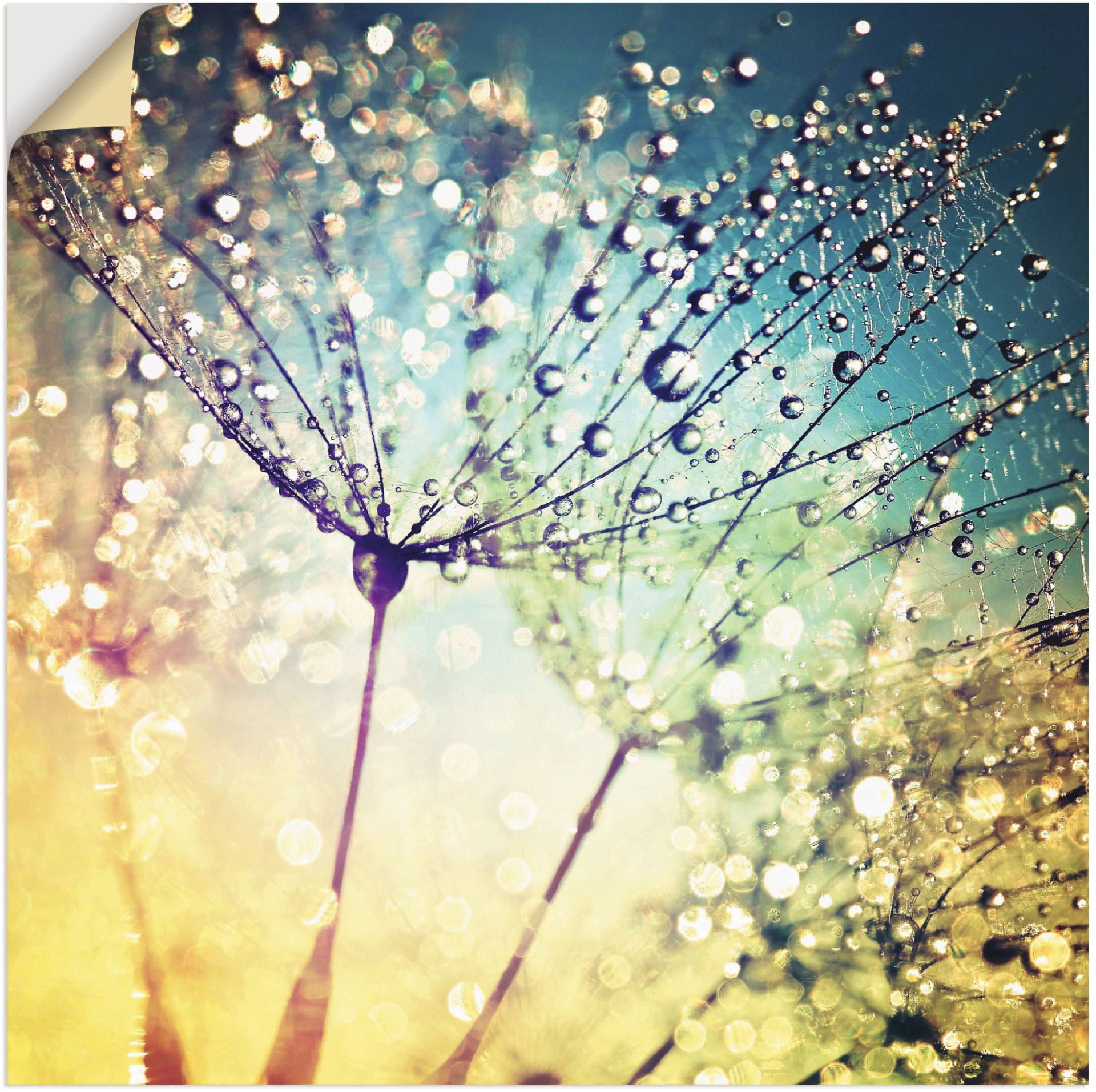 Artland Wandbild »Pusteblume Zaubertropfen«, Blumen, (1 St.), als Alubild, Outdoorbild, Leinwandbild, Poster, Wandaufkleber Artland Wandbild »Pusteblume Zaubertropfen«, Blumen, (1 St.), als Alubild, Outdoorbild, Leinwandbild, Poster, Wandaufkleber von Artland