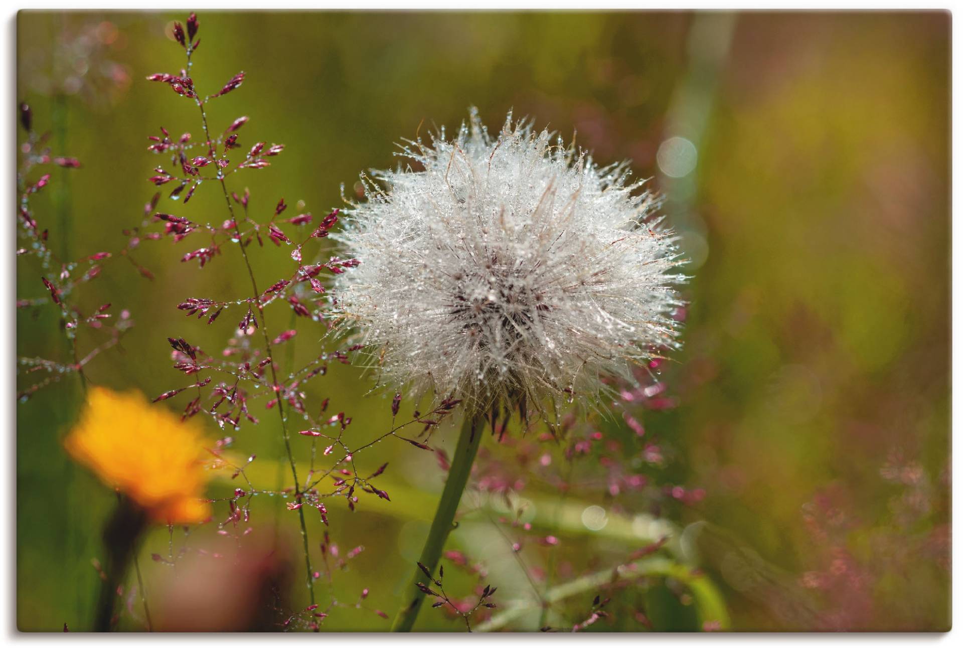 Artland Wandbild »Pusteblume im Blumenfeld«, Blumen, (1 St.) von Artland