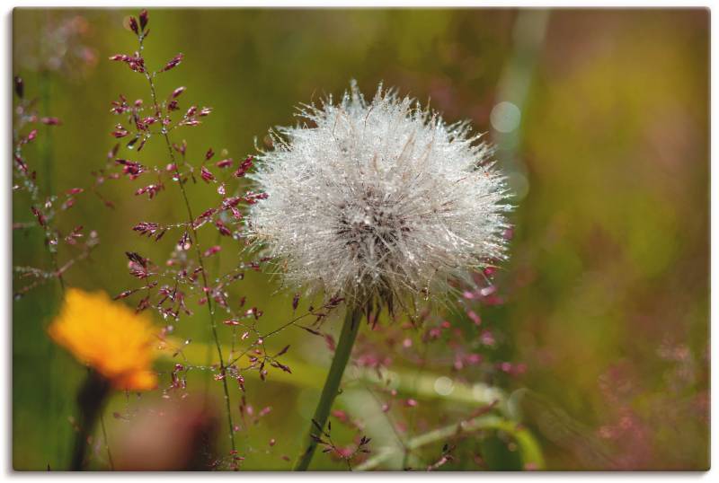 Artland Wandbild »Pusteblume im Blumenfeld«, Blumen, (1 St.) von Artland