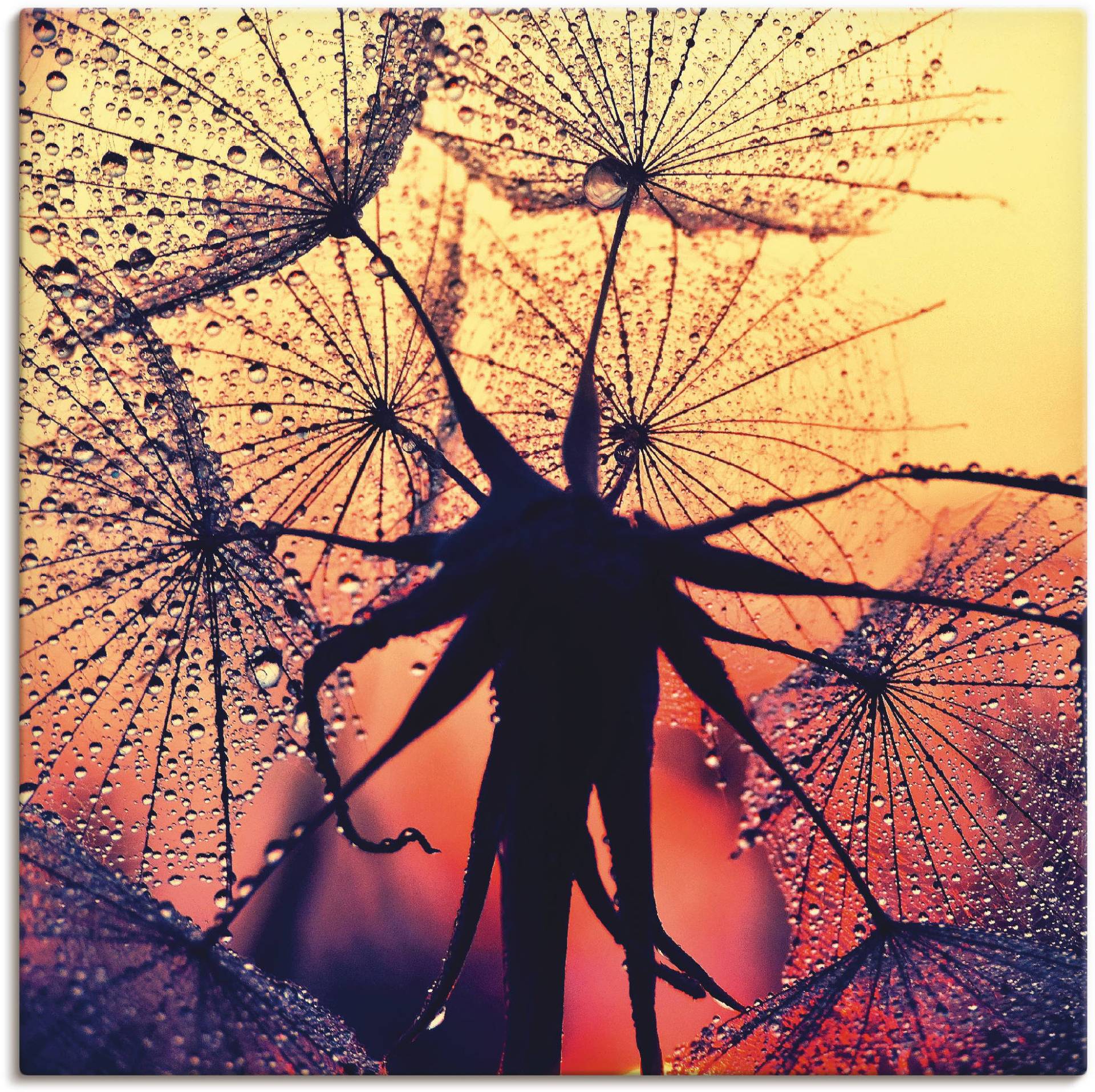 Artland Leinwandbild »Pusteblume im Sonnenuntergang«, Blumen, (1 St.) von Artland