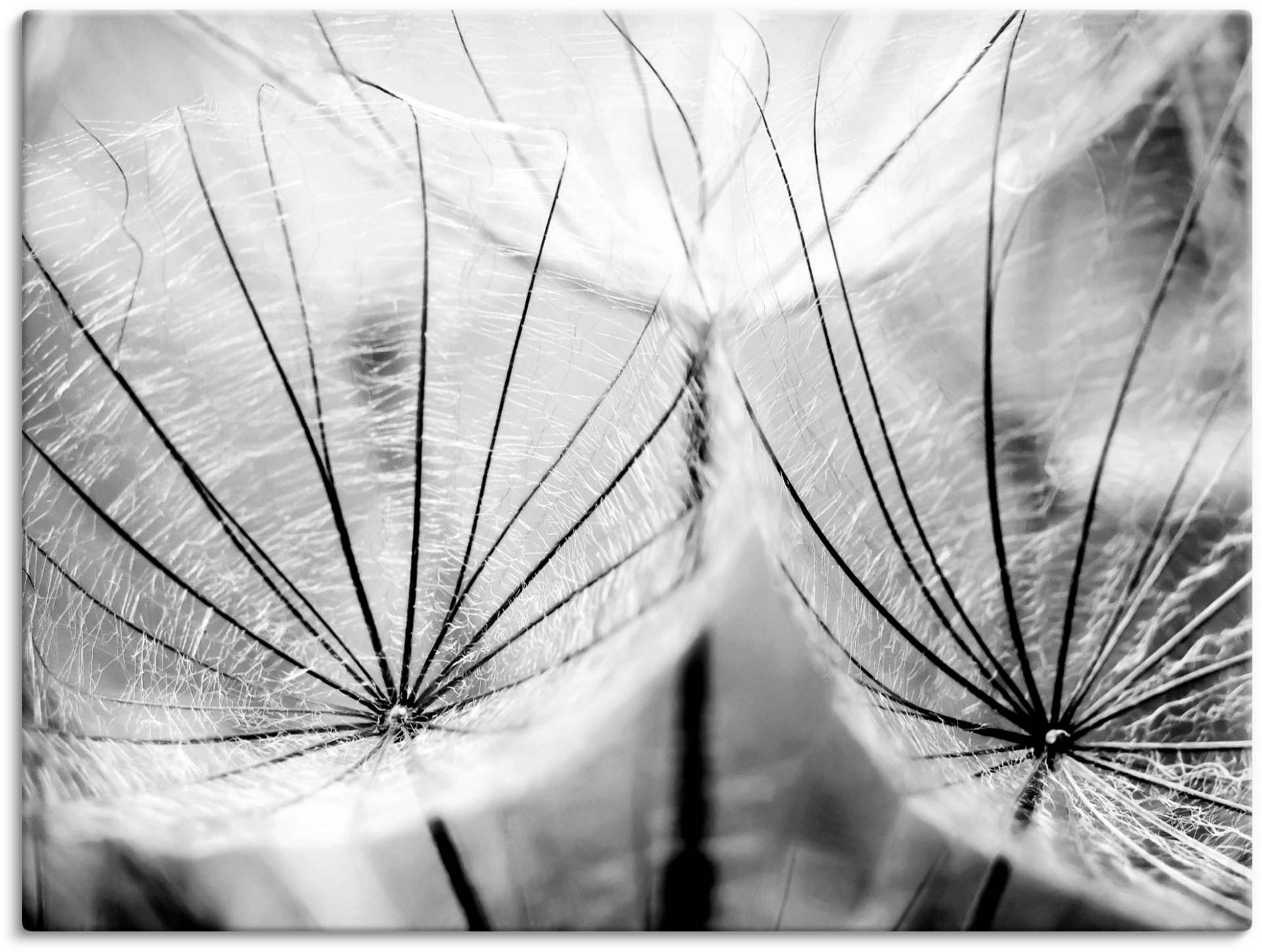 Artland Wandbild »Pusteblume in schwarzweiss«, Blumen, (1 St.) von Artland