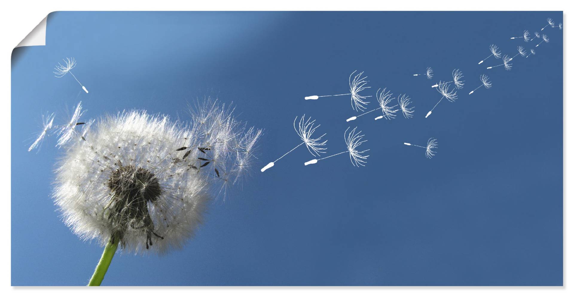 Artland Wandbild »Pusteblume«, Blumen, (1 St.), als Alubild, Outdoorbild, Leinwandbild, Poster in verschied. Grössen von Artland