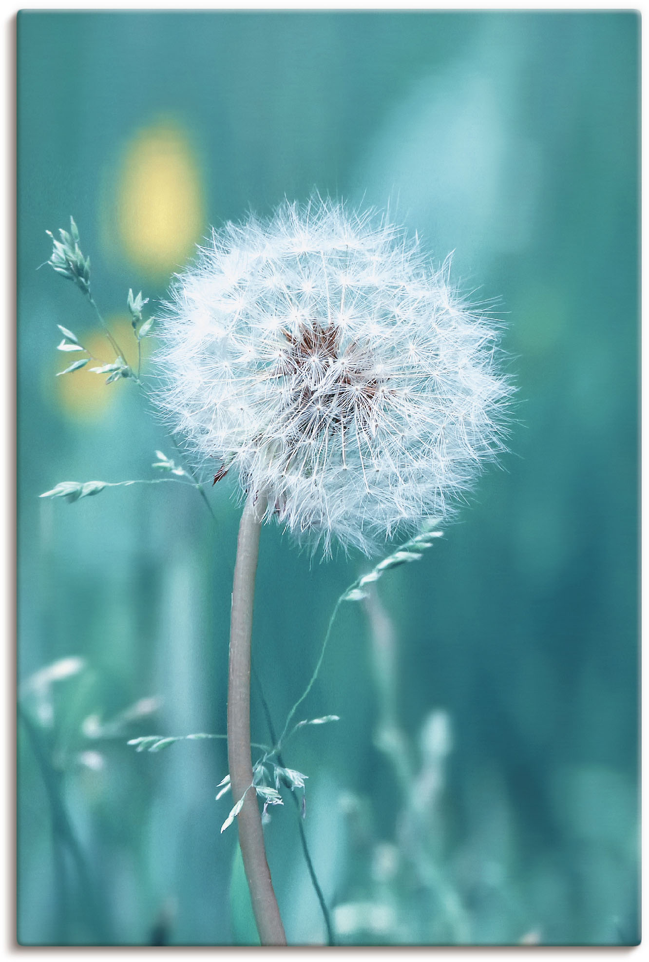 Artland Wandbild »Pusteblume«, Blumen, (1 St.) von Artland