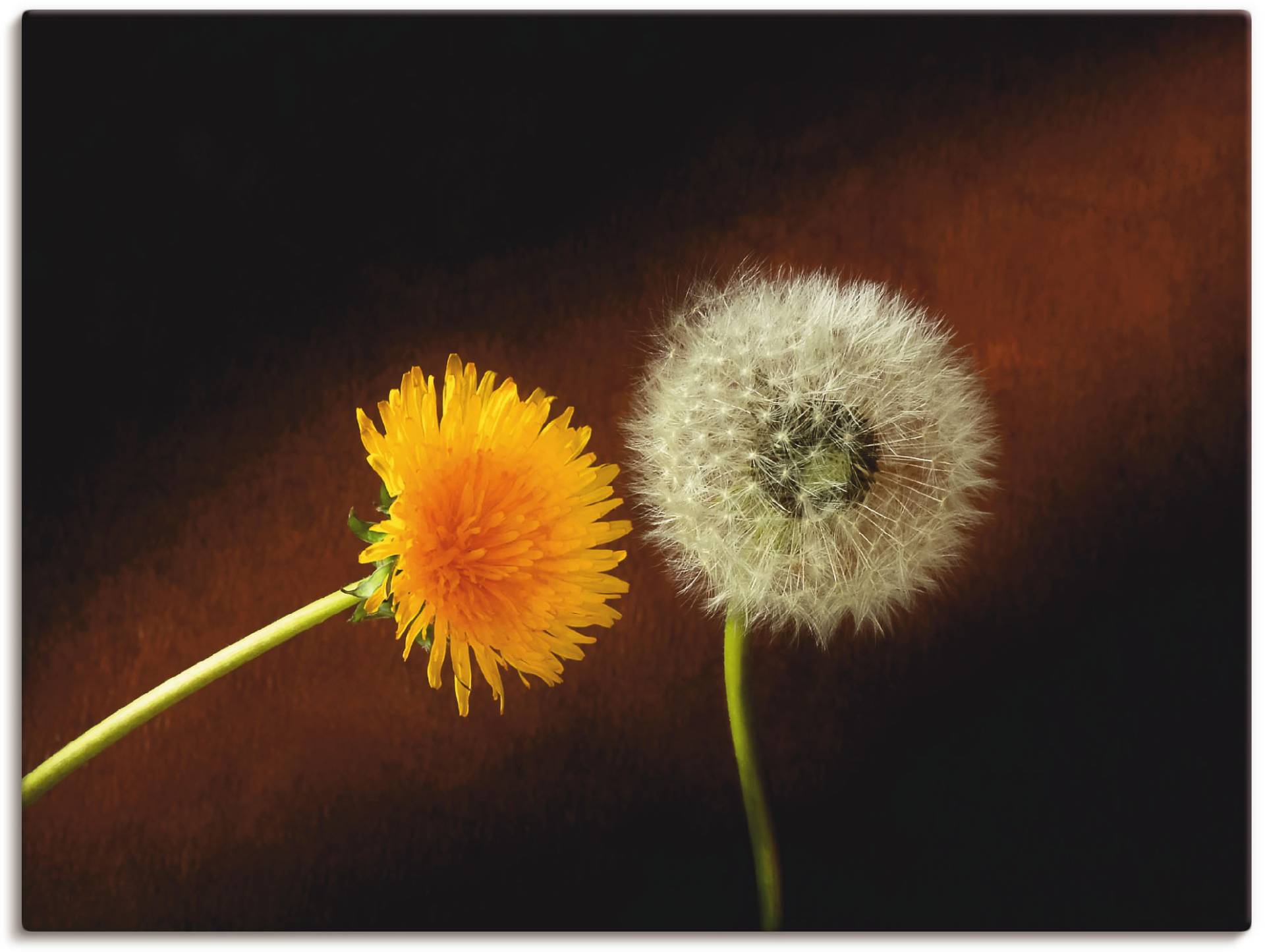 Artland Leinwandbild »Pusteblume Löwenzahn«, Blumen, (1 St.), auf Keilrahmen gespannt von Artland