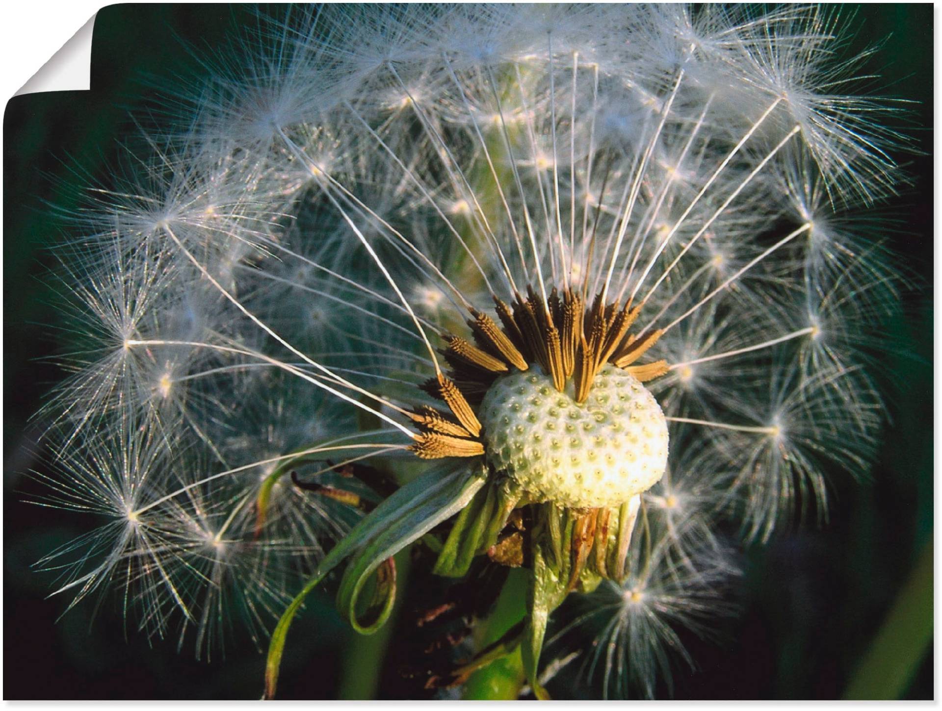 Artland Poster »Pusteblume«, Blumen, (1 St.), als Alubild, Leinwandbild, Wandaufkleber oder Poster in versch. Grössen Artland Poster »Pusteblume«, Blumen, (1 St.), als Alubild, Leinwandbild, Wandaufkleber oder Poster in versch. Grössen von Artland