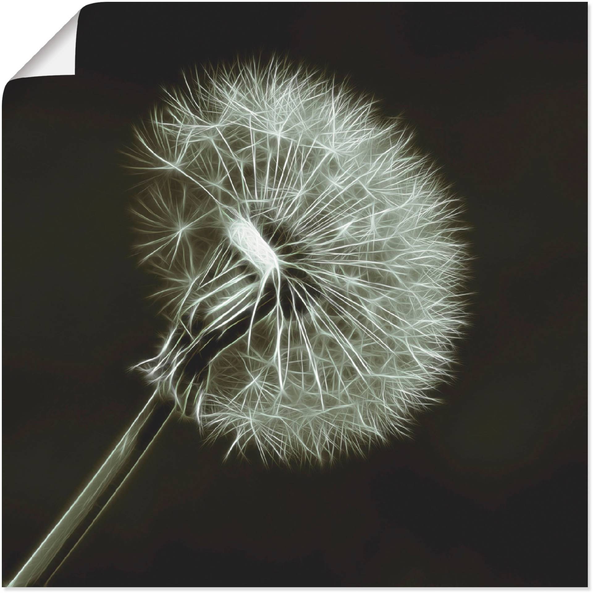 Artland Wandbild »Pusteblume«, Blumen, (1 St.), als Leinwandbild, Poster in verschied. Grössen Artland Wandbild »Pusteblume«, Blumen, (1 St.), als Leinwandbild, Poster in verschied. Grössen von Artland