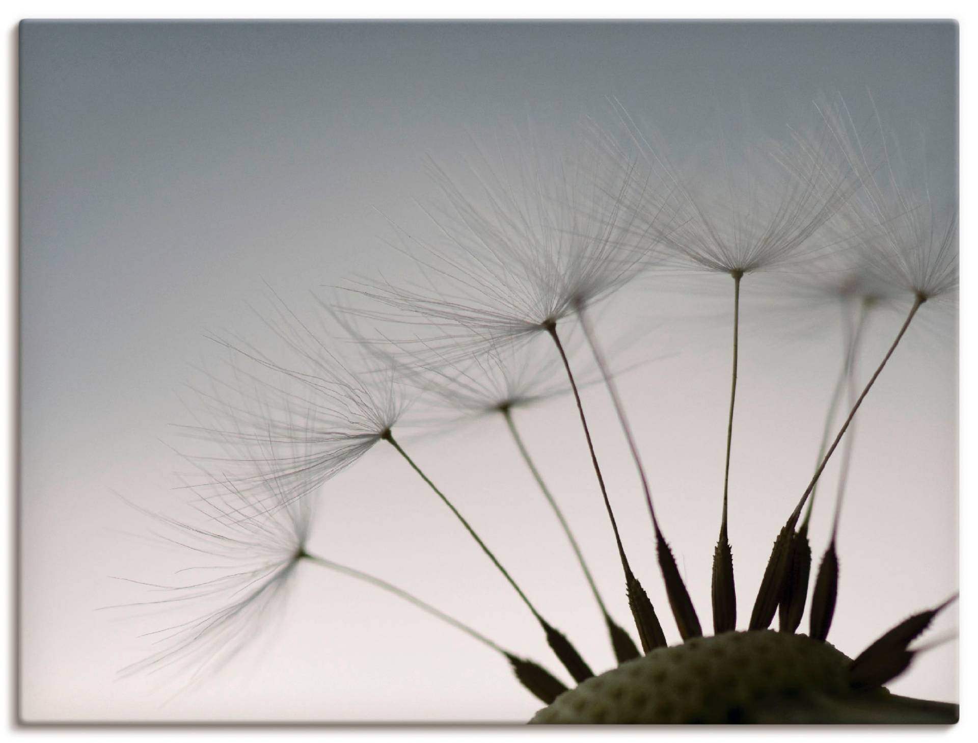 Artland Wandbild »Pusteblumen-Samen I«, Blumen, (1 St.) von Artland