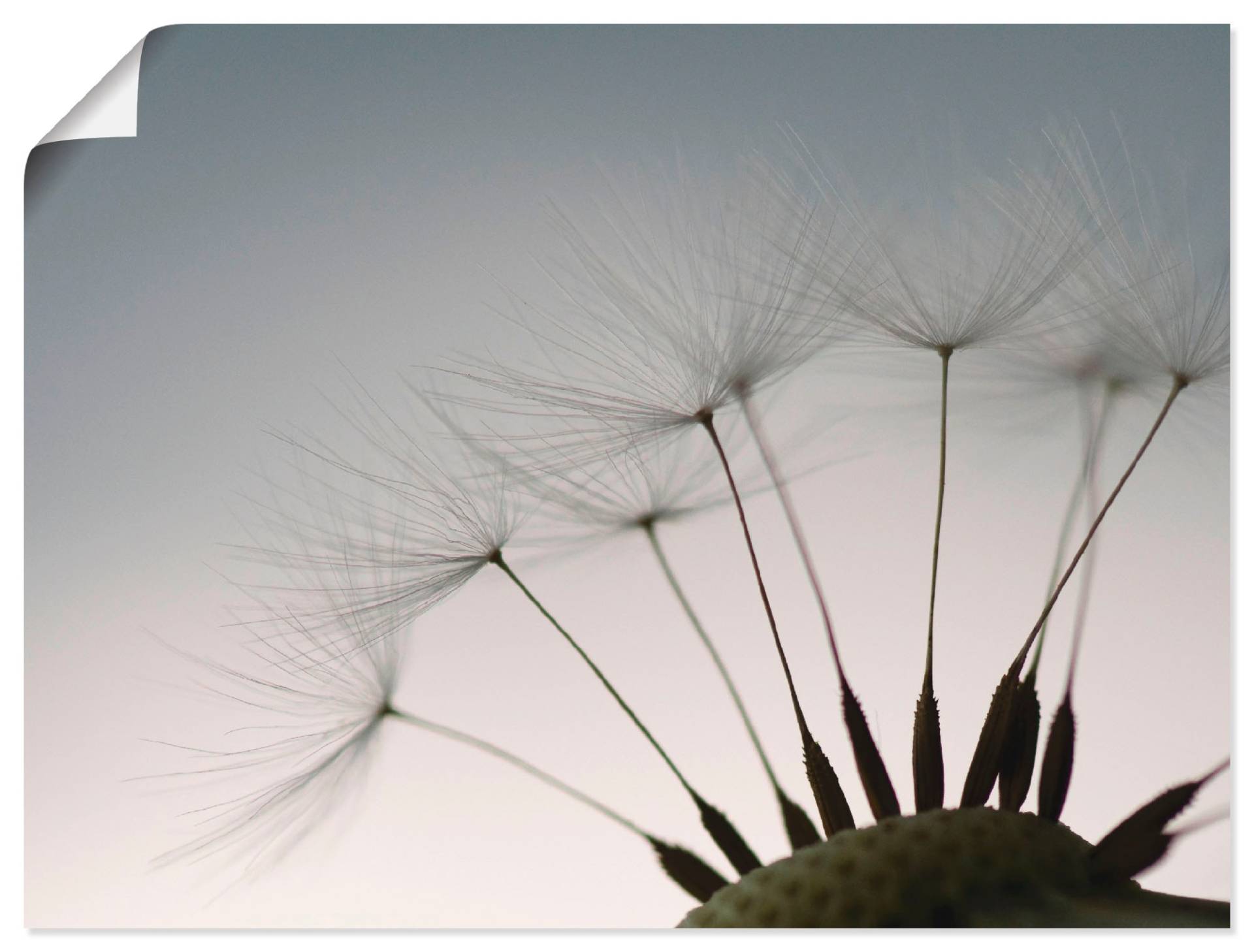 Artland Wandbild »Pusteblumen-Samen I«, Blumen, (1 St.) von Artland