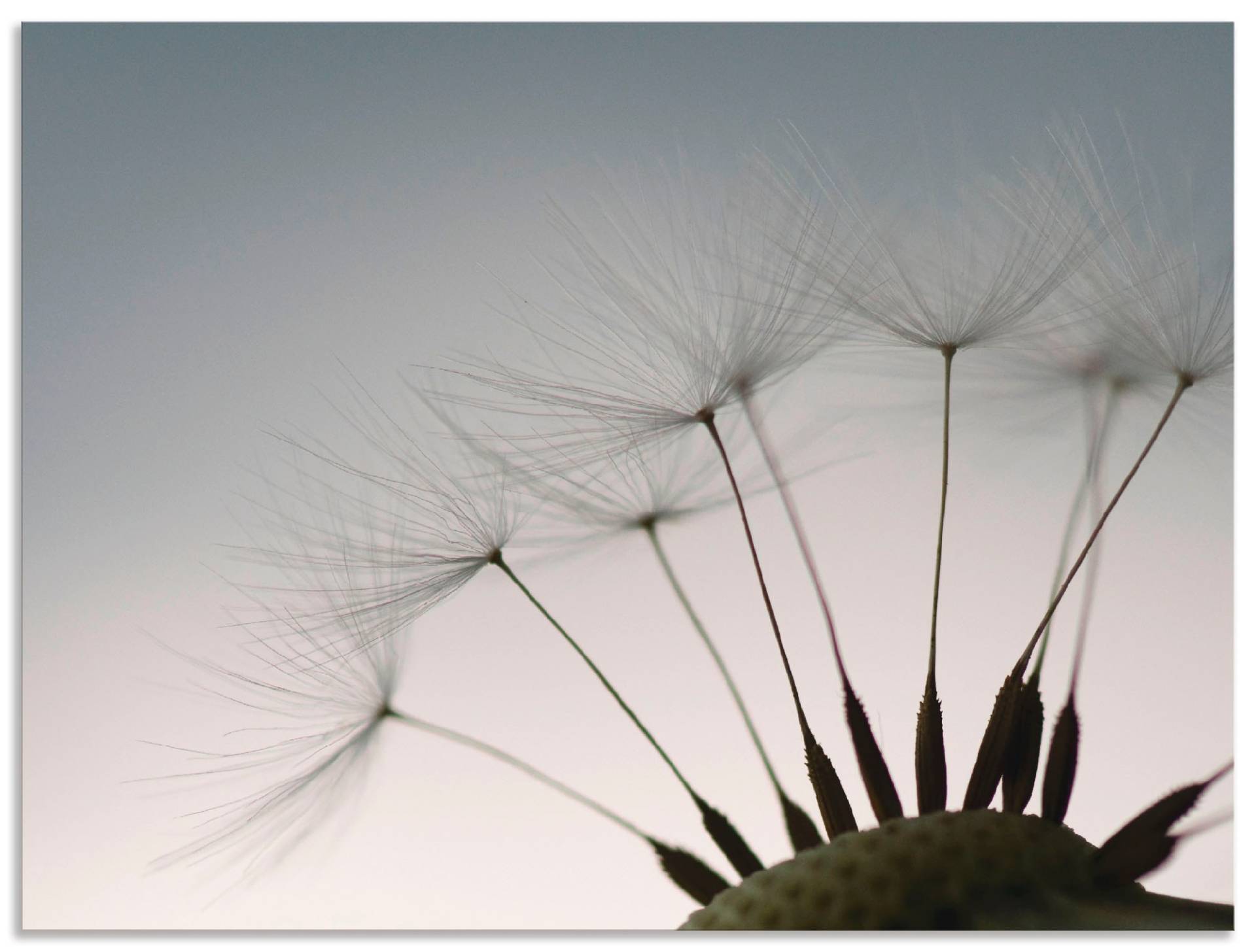 Artland Wandbild »Pusteblumen-Samen I«, Blumen, (1 St.) von Artland