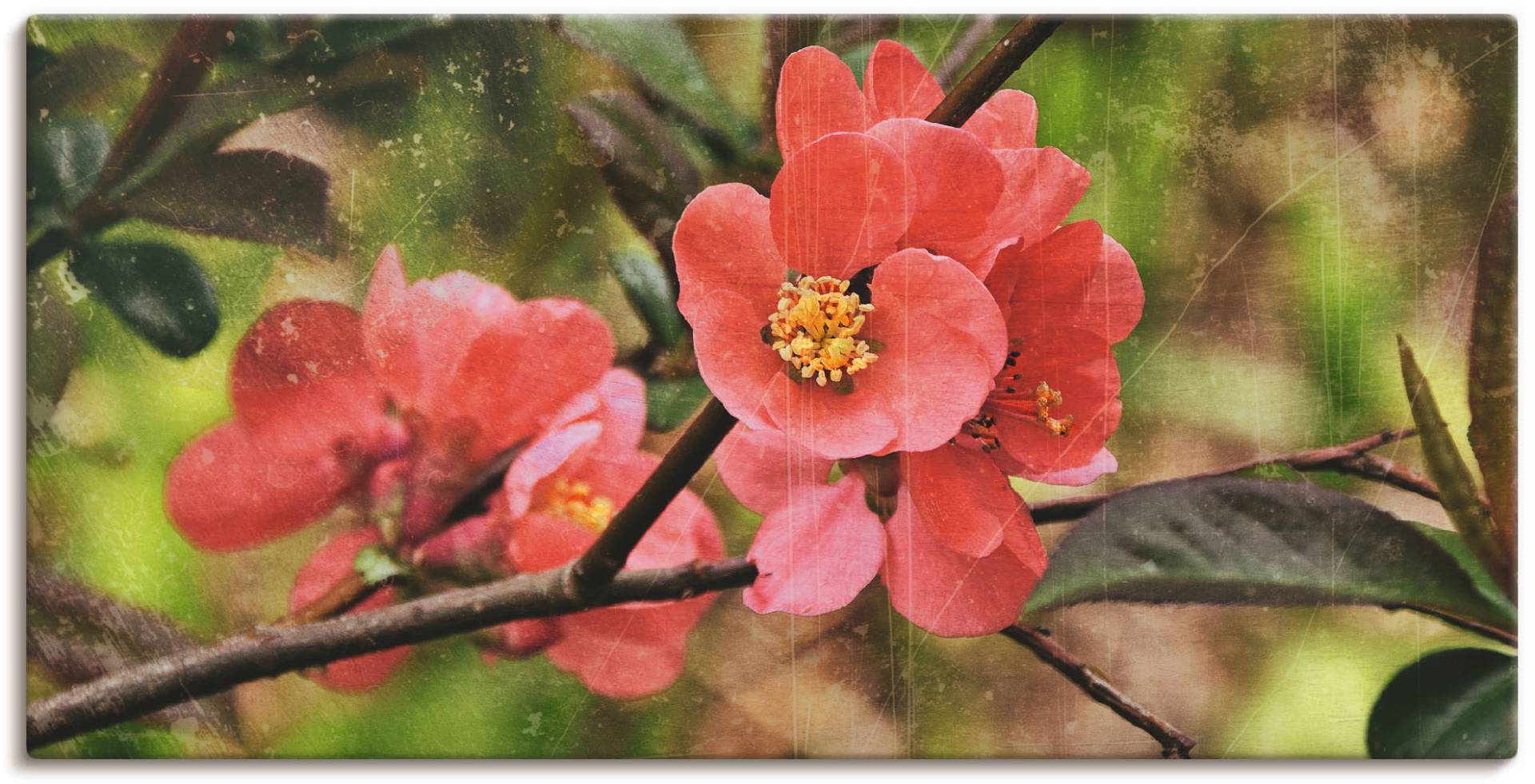 Artland Leinwandbild »Quittenblüte«, Blumen, (1 St.) von Artland