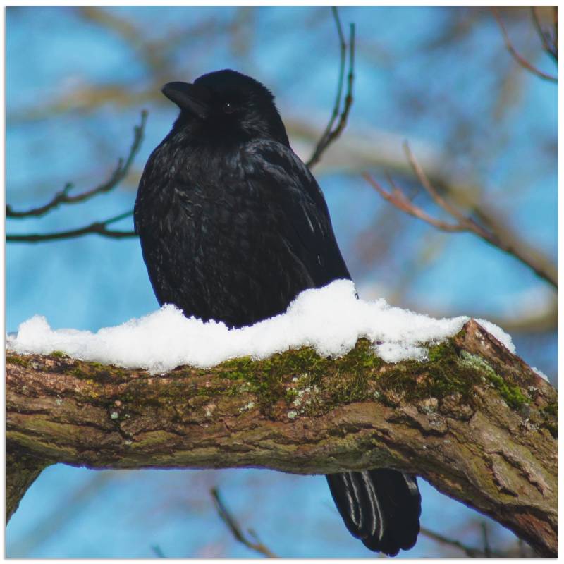 Artland Alu-Dibond-Druck »Rabe im Winter«, Vögel, (1 St.) von Artland