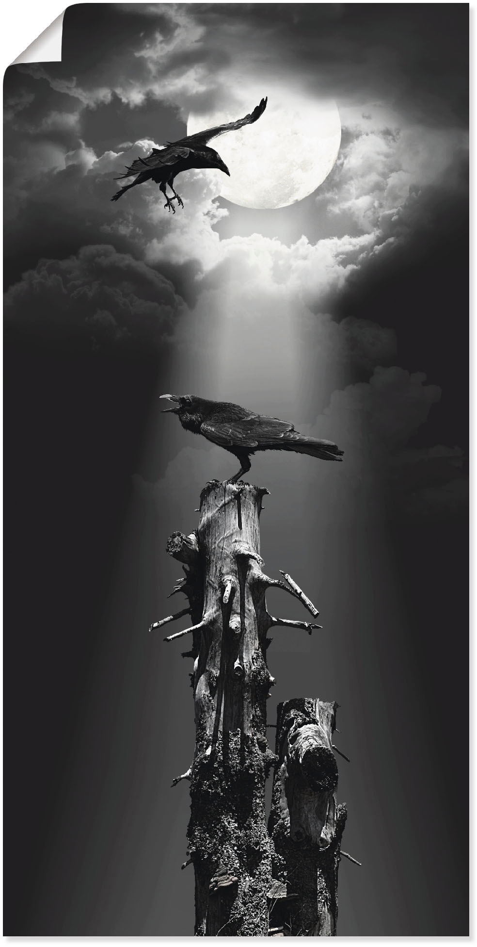 Artland Wandbild »Raben in der Nacht«, Vögel, (1 St.), als Leinwandbild, Poster, Wandaufkleber in verschied. Grössen Artland Wandbild »Raben in der Nacht«, Vögel, (1 St.), als Leinwandbild, Poster, Wandaufkleber in verschied. Grössen von Artland