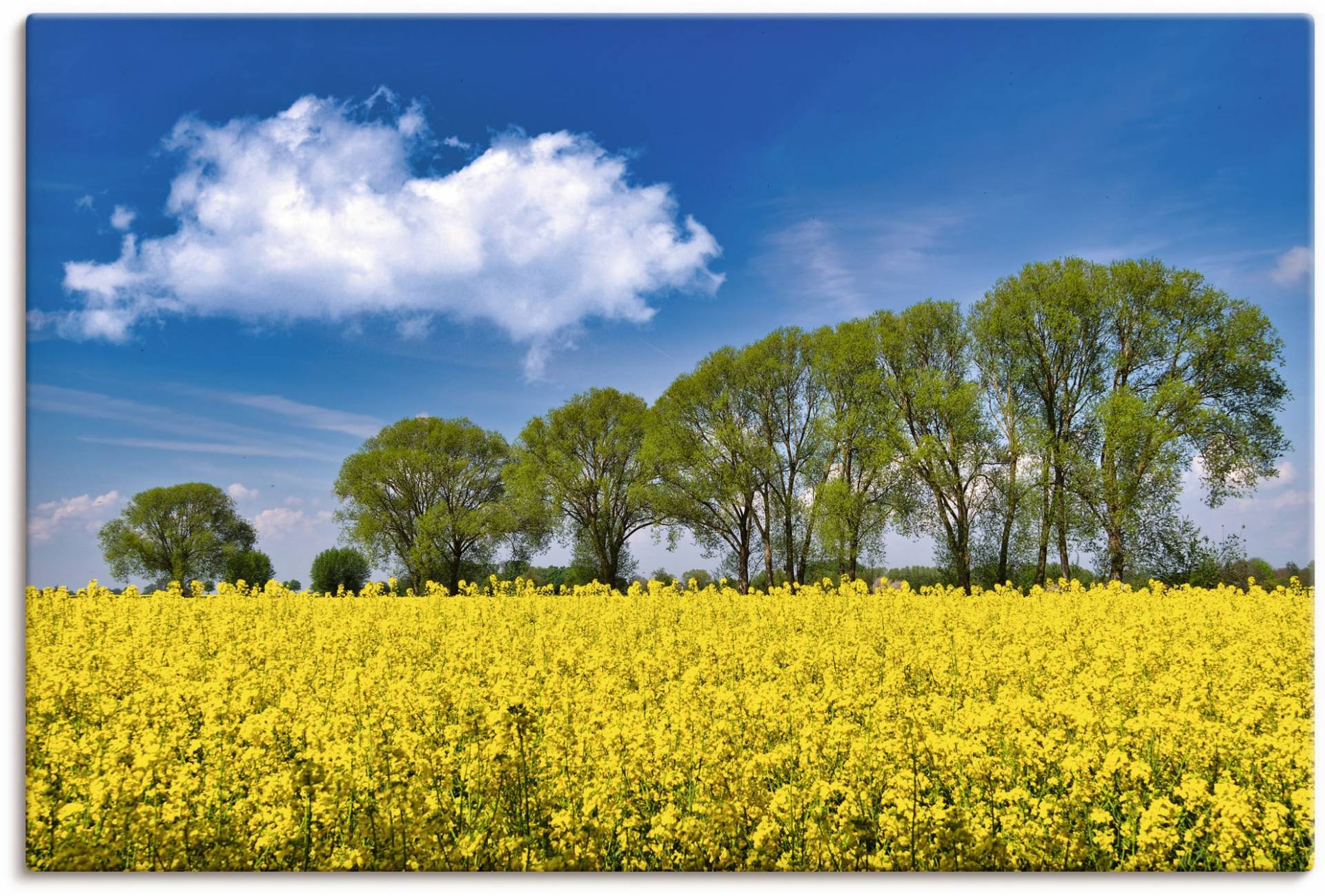 Artland Leinwandbild »Rapsfeld im Frühling«, Felder, (1 St.), auf Keilrahmen gespannt von Artland