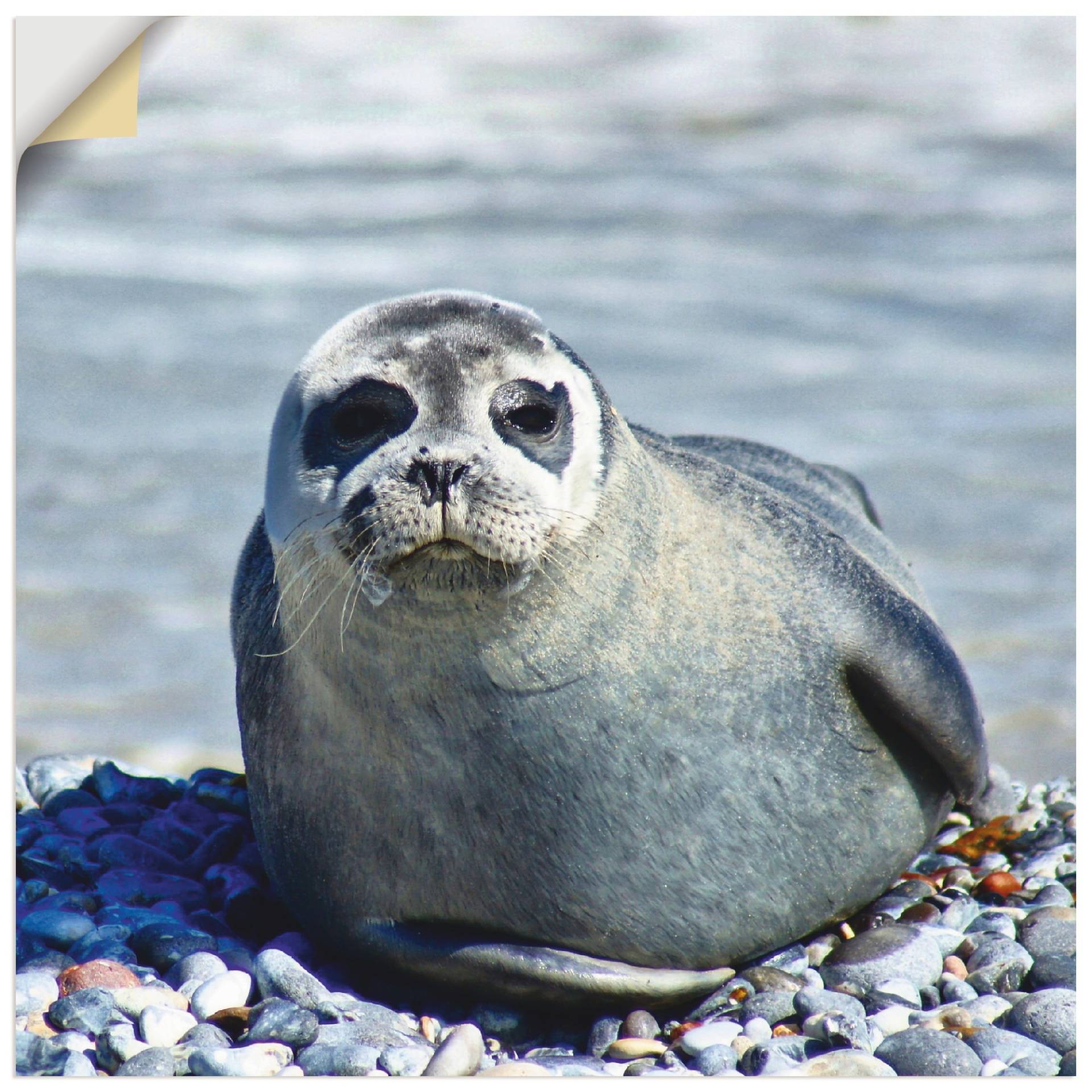 Artland Wandbild »Robbe am Strand von Helgoland«, Wassertiere, (1 St.) von Artland