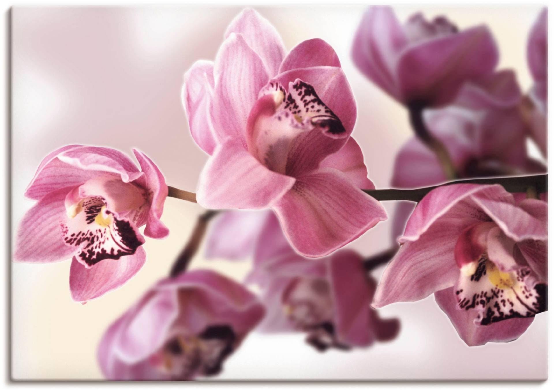 Artland Wandbild »Rosa Orchidee«, Blumenbilder, (1 St.) von Artland