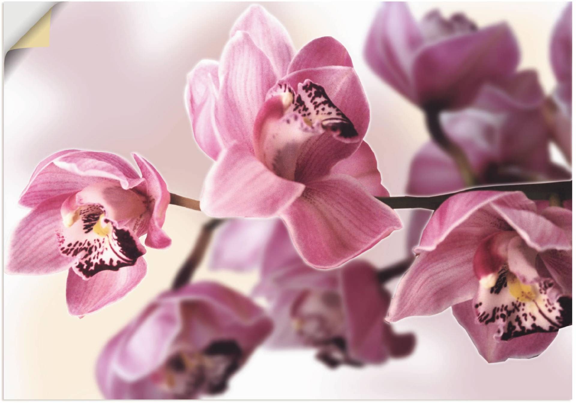 Artland Wandbild »Rosa Orchidee«, Blumenbilder, (1 St.), als Alubild, Outdoorbild, Leinwandbild, Poster, Wandaufkleber von Artland