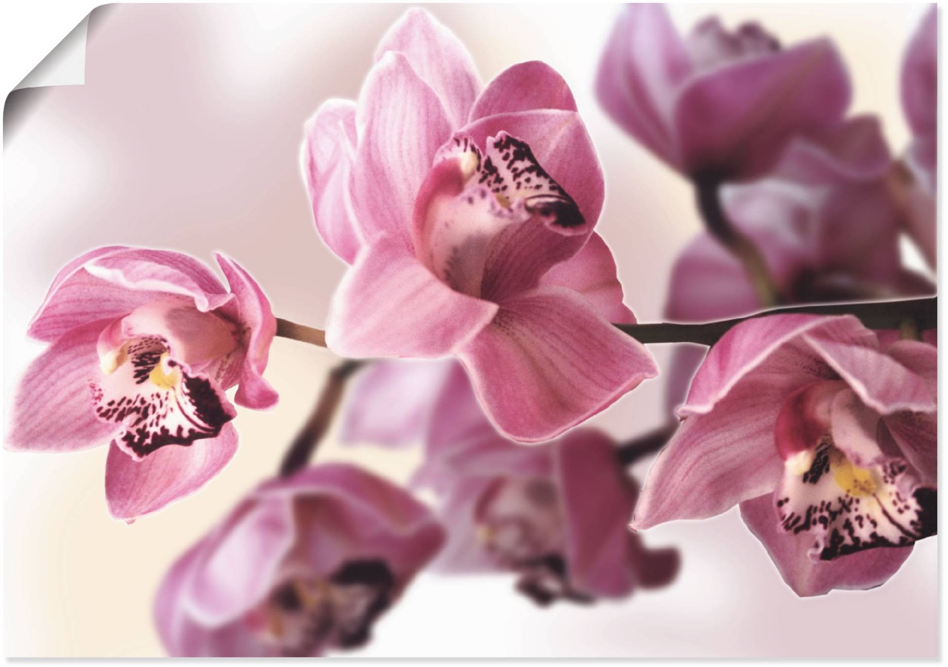 Artland Wandbild »Rosa Orchidee«, Blumenbilder, (1 St.), als Alubild, Outdoorbild, Leinwandbild, Poster, Wandaufkleber von Artland
