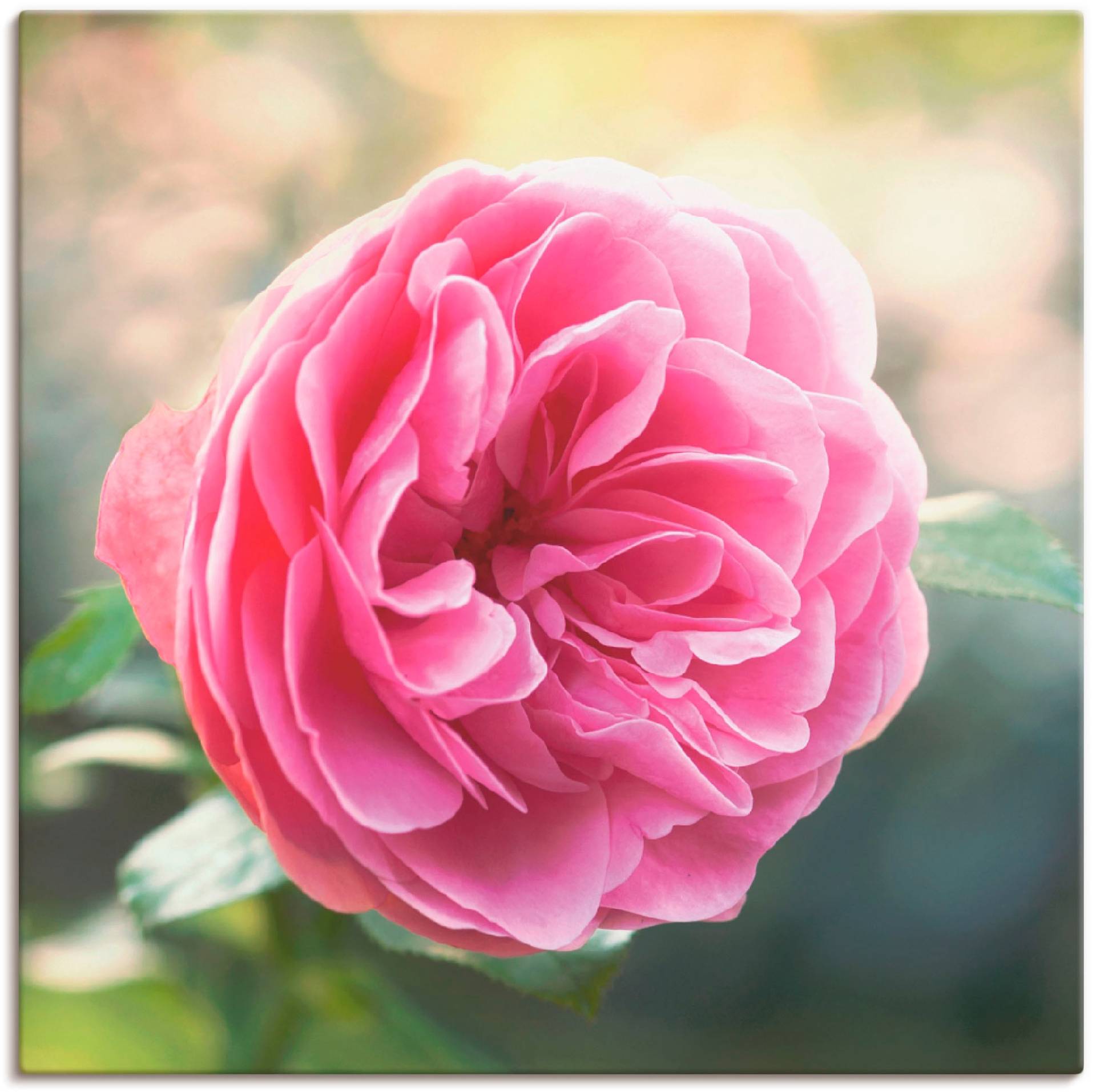 Artland Wandbild »Rosa Rose im Gegenlicht«, Blumen, (1 St.) von Artland