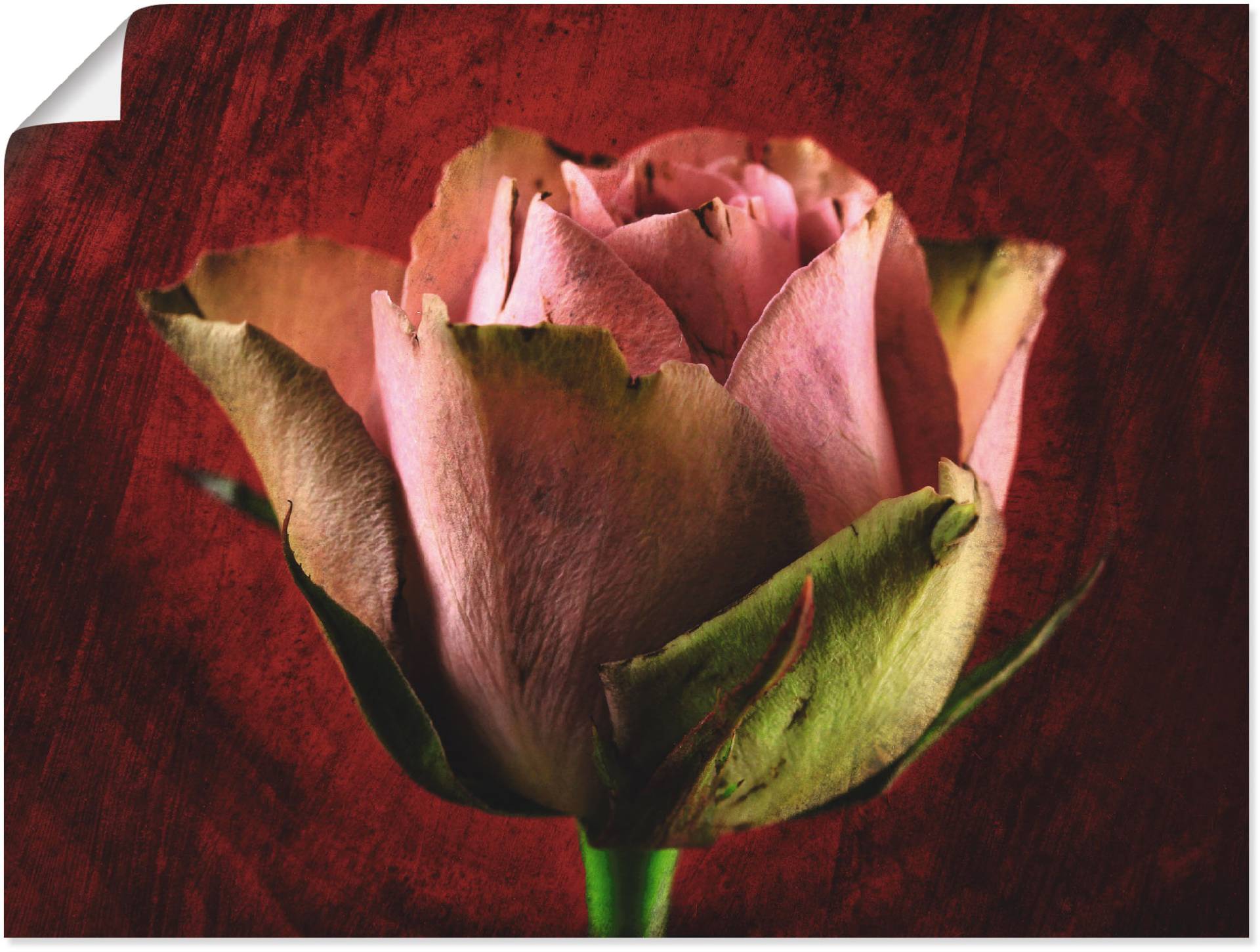 Artland Poster »Rosa Rose«, Blumen, (1 St.) von Artland