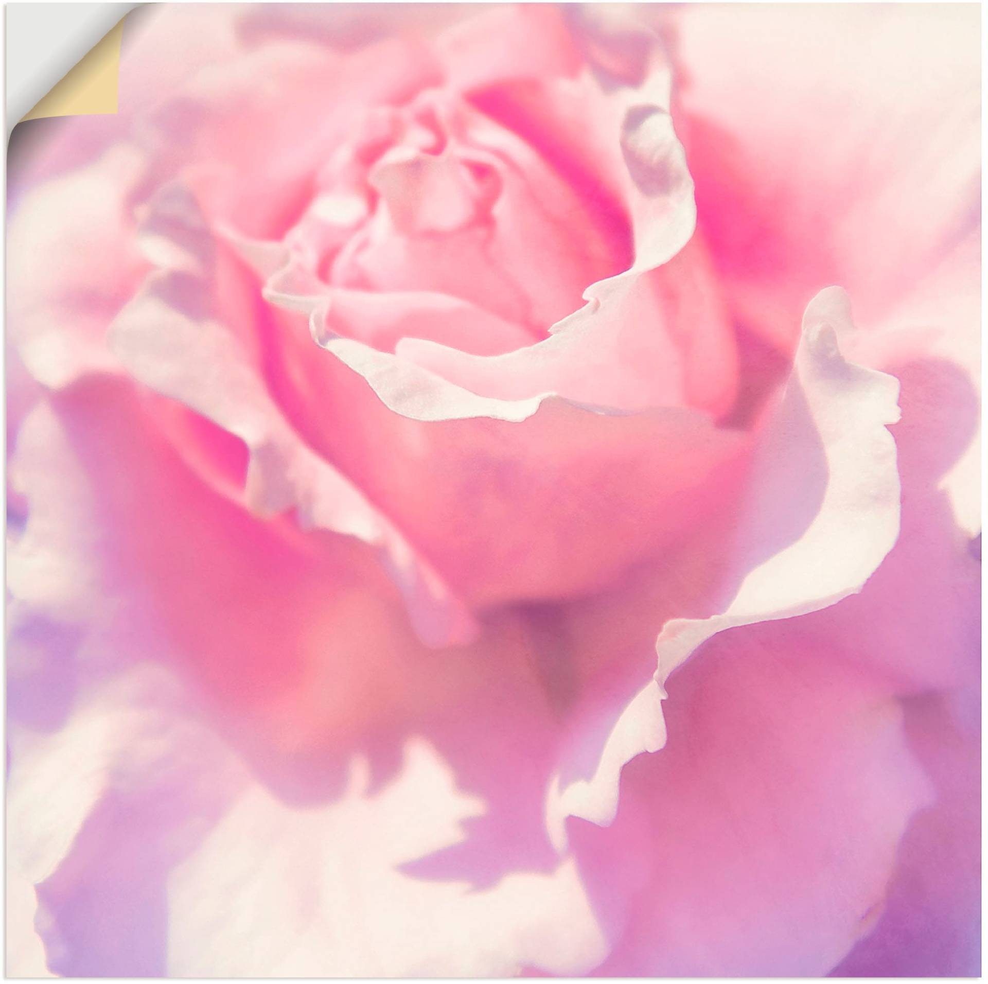 Artland Wandbild »Rosa«, Blumen, (1 St.), als Leinwandbild, Poster, Wandaufkleber in verschied. Grössen von Artland
