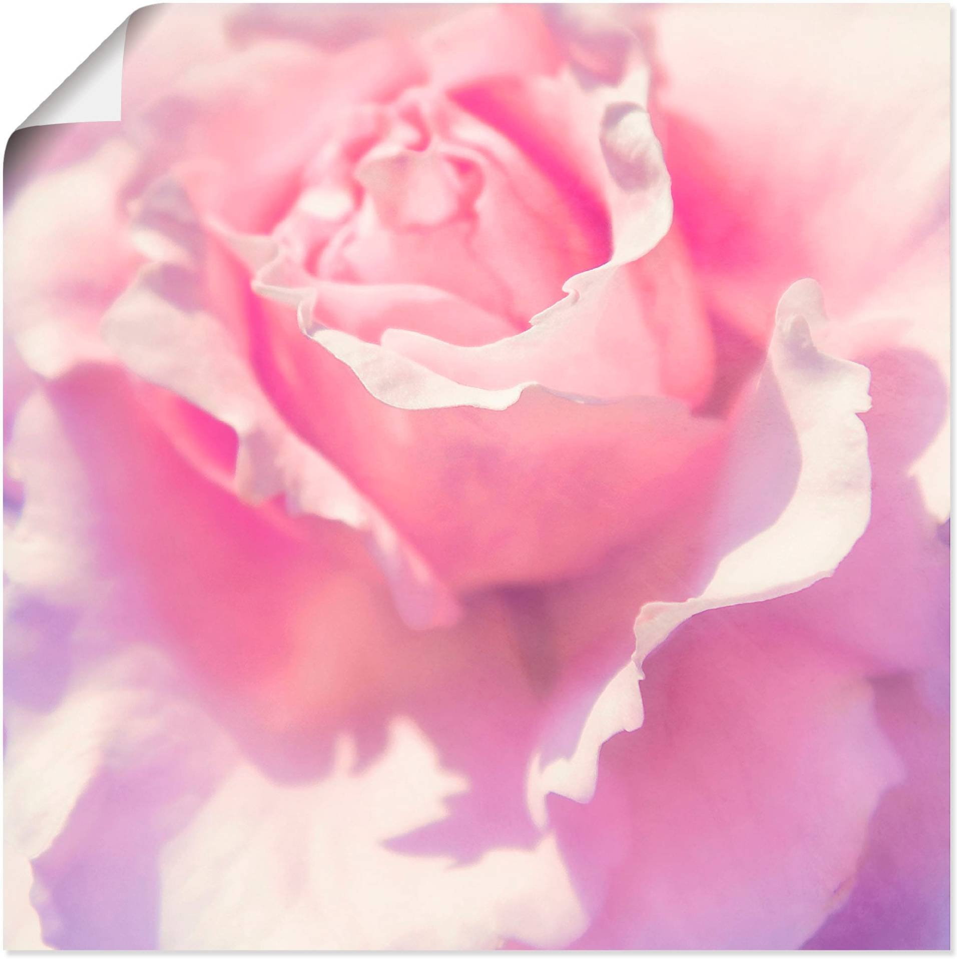 Artland Wandbild »Rosa«, Blumen, (1 St.) von Artland