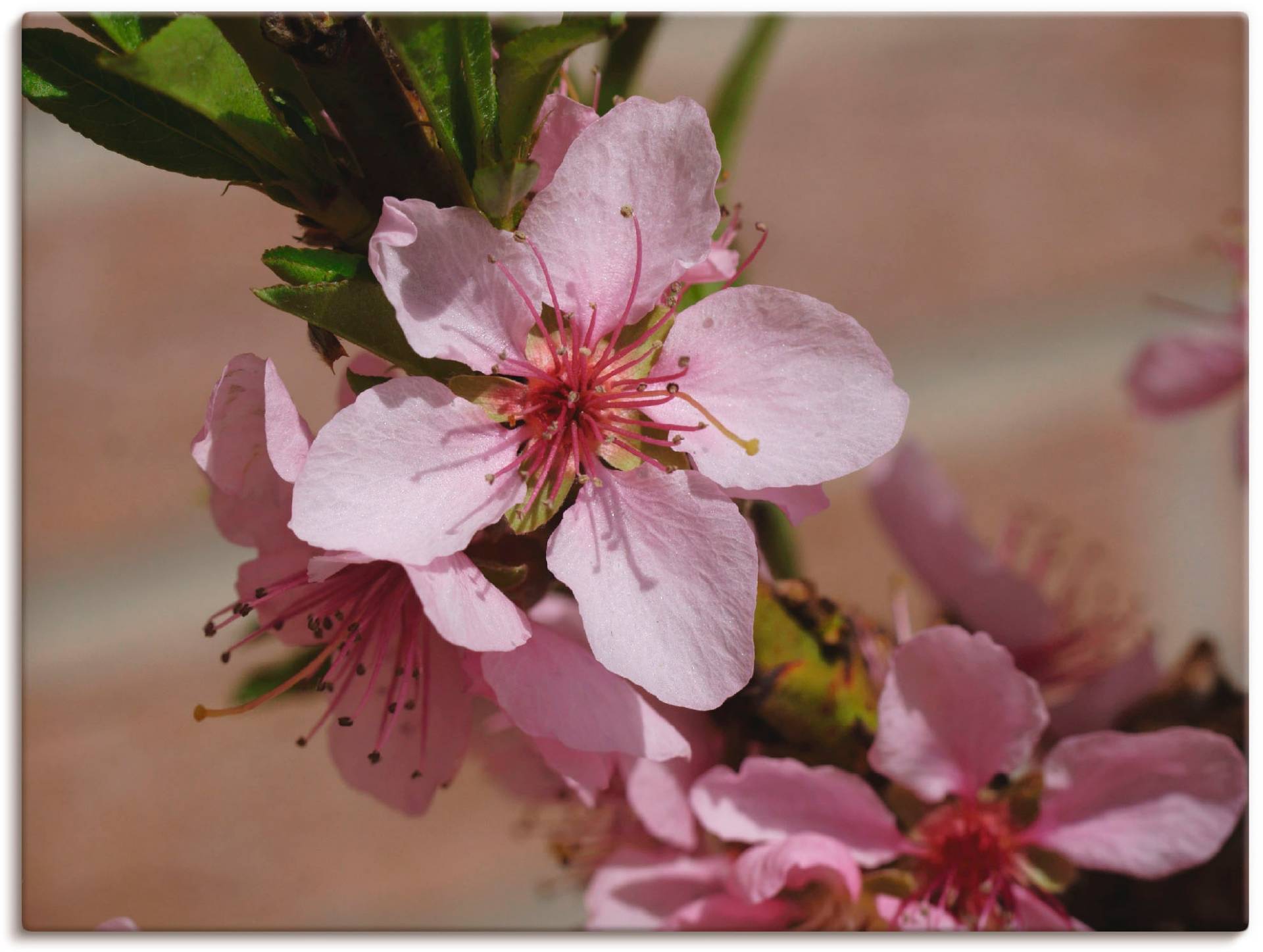 Artland Leinwandbild »Rosafarbene Pfirsichblüten«, Blumen, (1 St.) von Artland