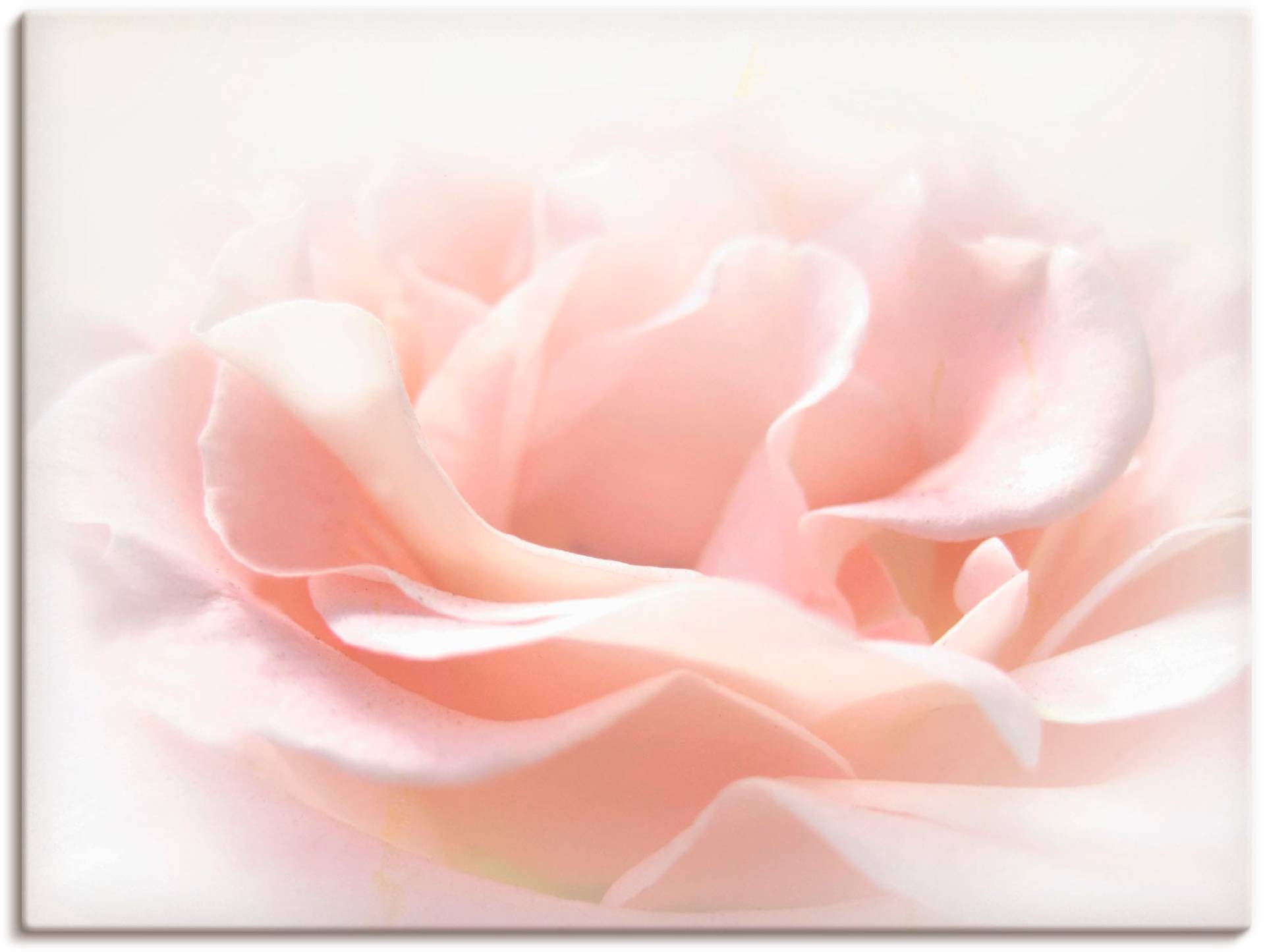 Artland Wandbild »Rose I«, Blumen, (1 St.) von Artland